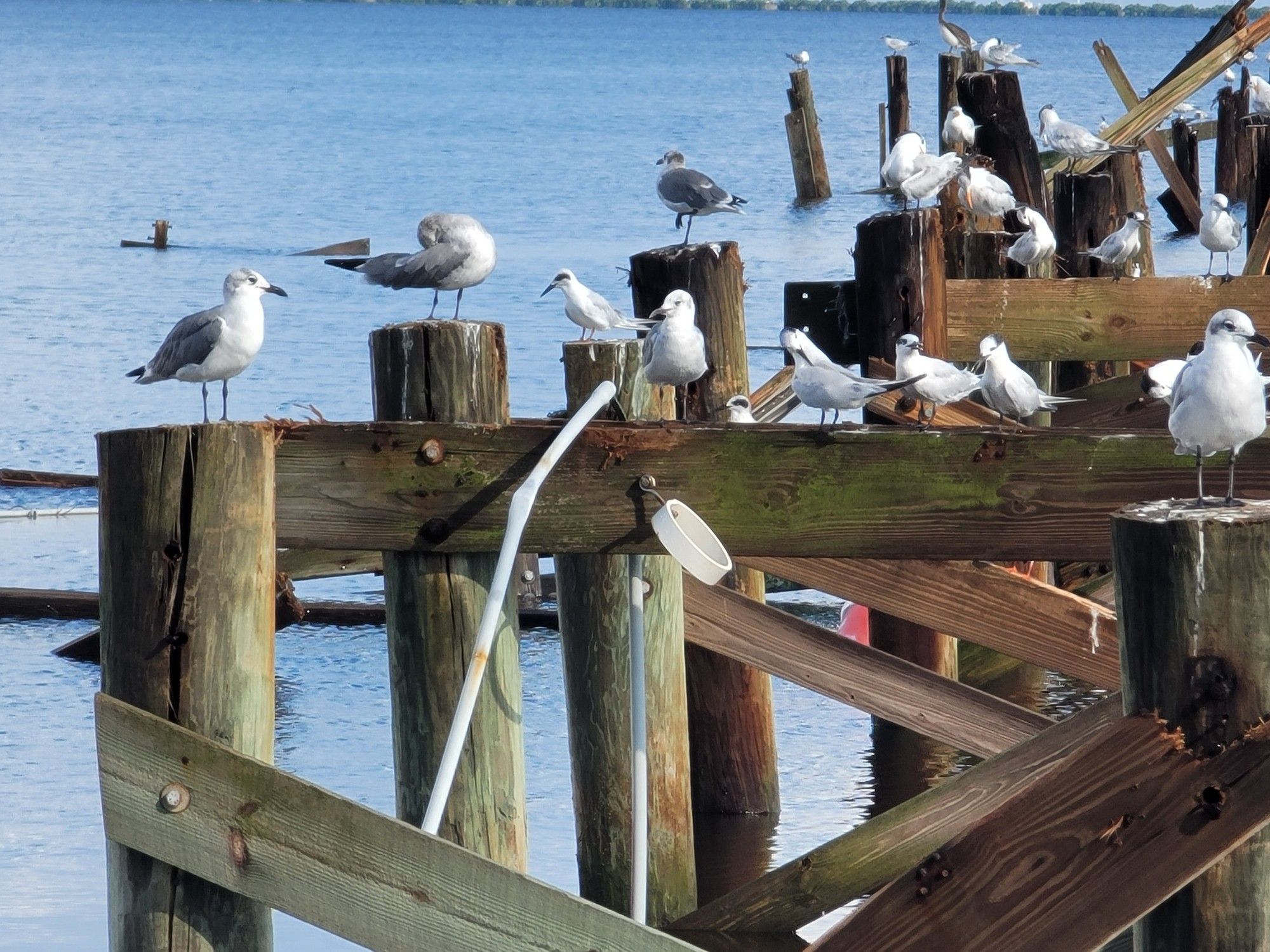 another angle of birds perched on a destroyed pier