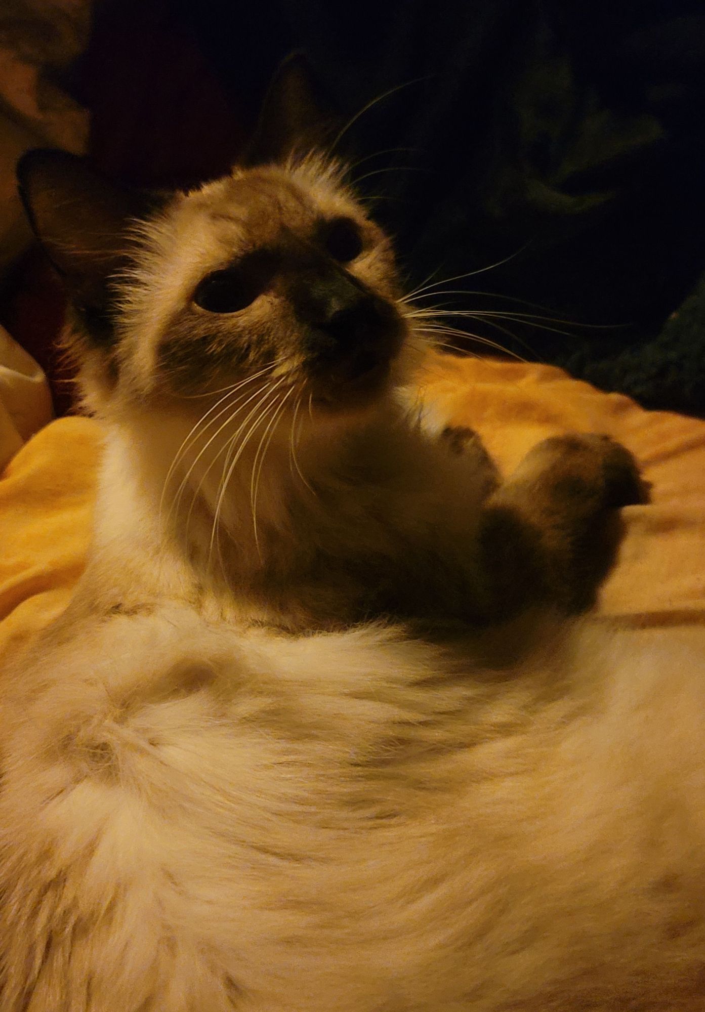 my cat squash, a fluffy sealpoint