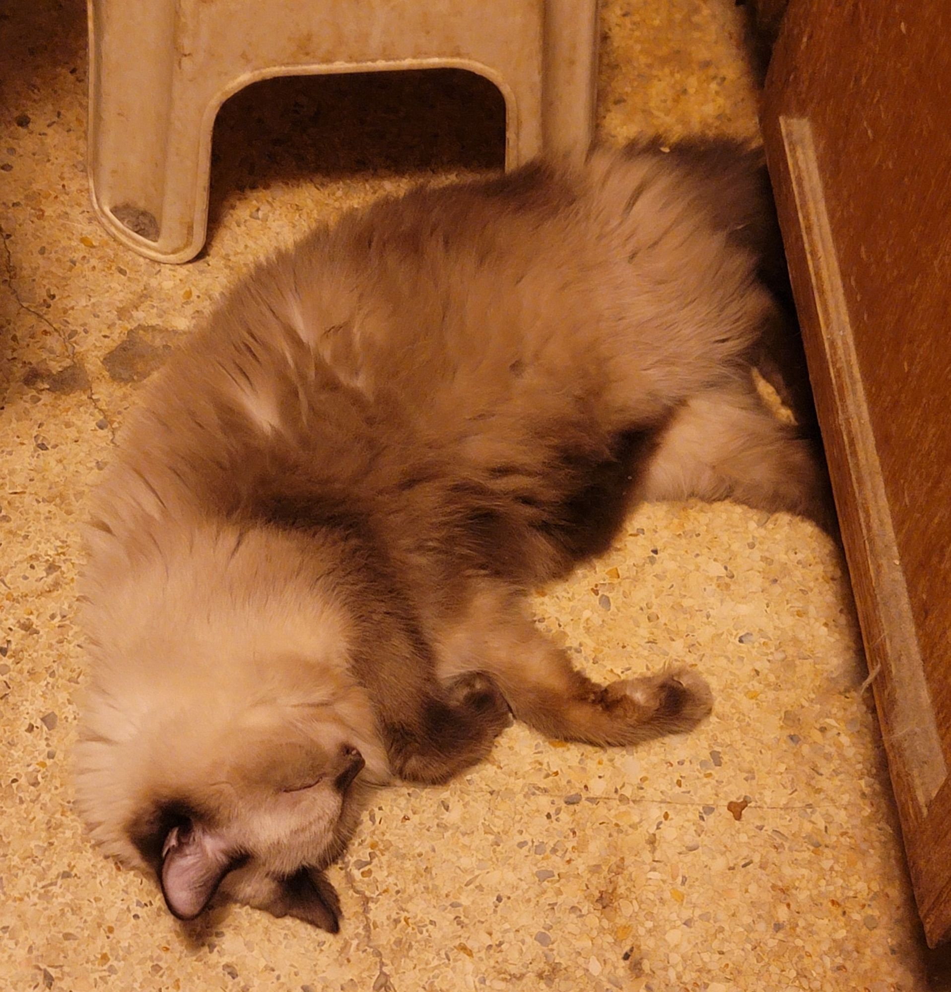 a fluffy seal point cat laying in front of a atep stool