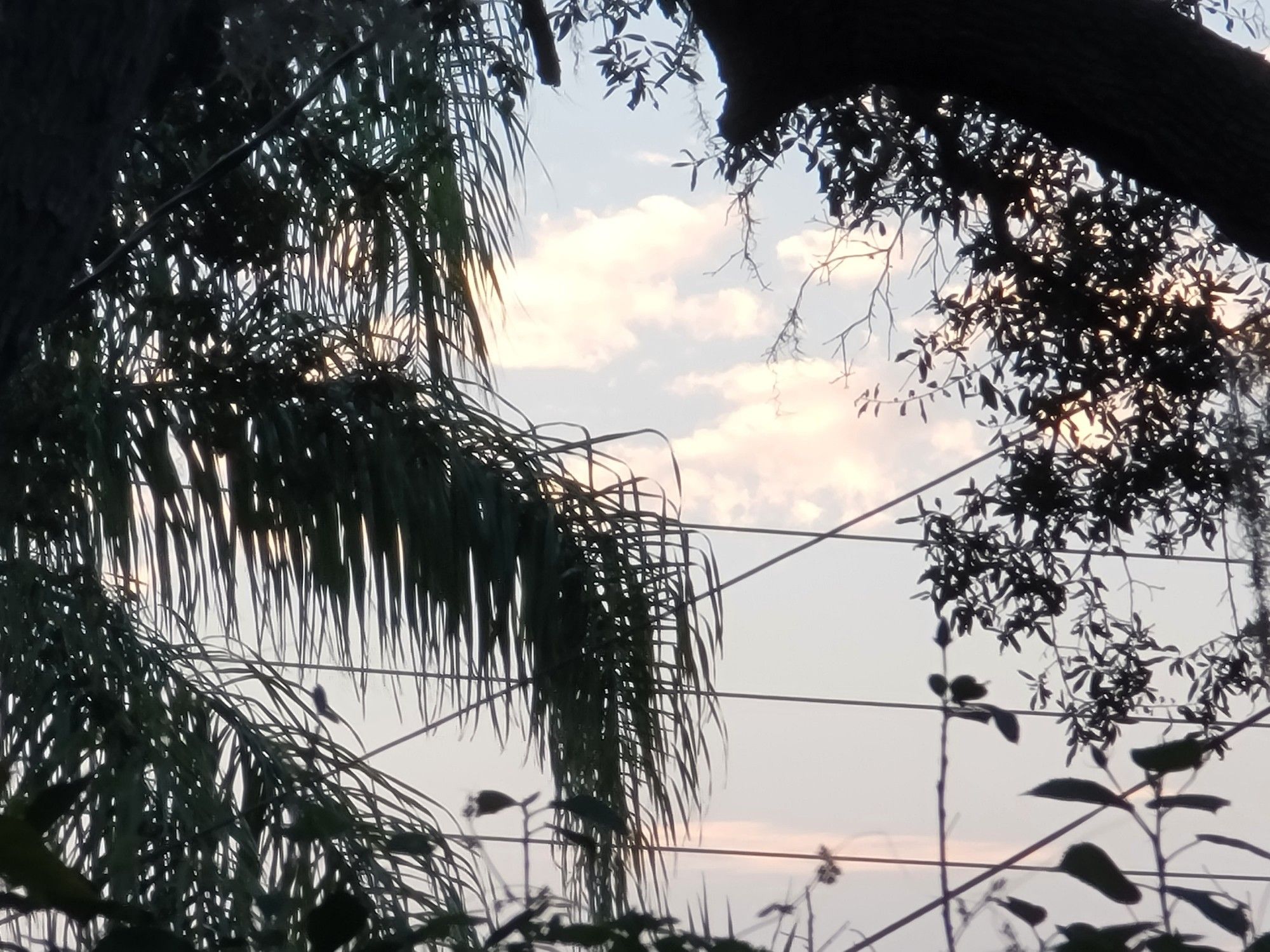 clouds with pink shadows framed by trees and powerlines