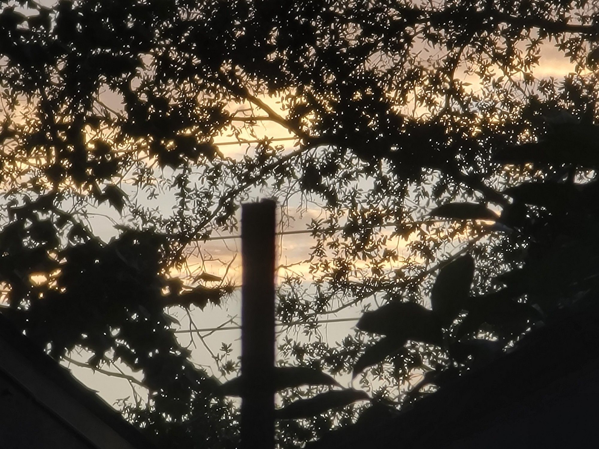 clouds tinted golden by sunset behind the foliage and powerlines