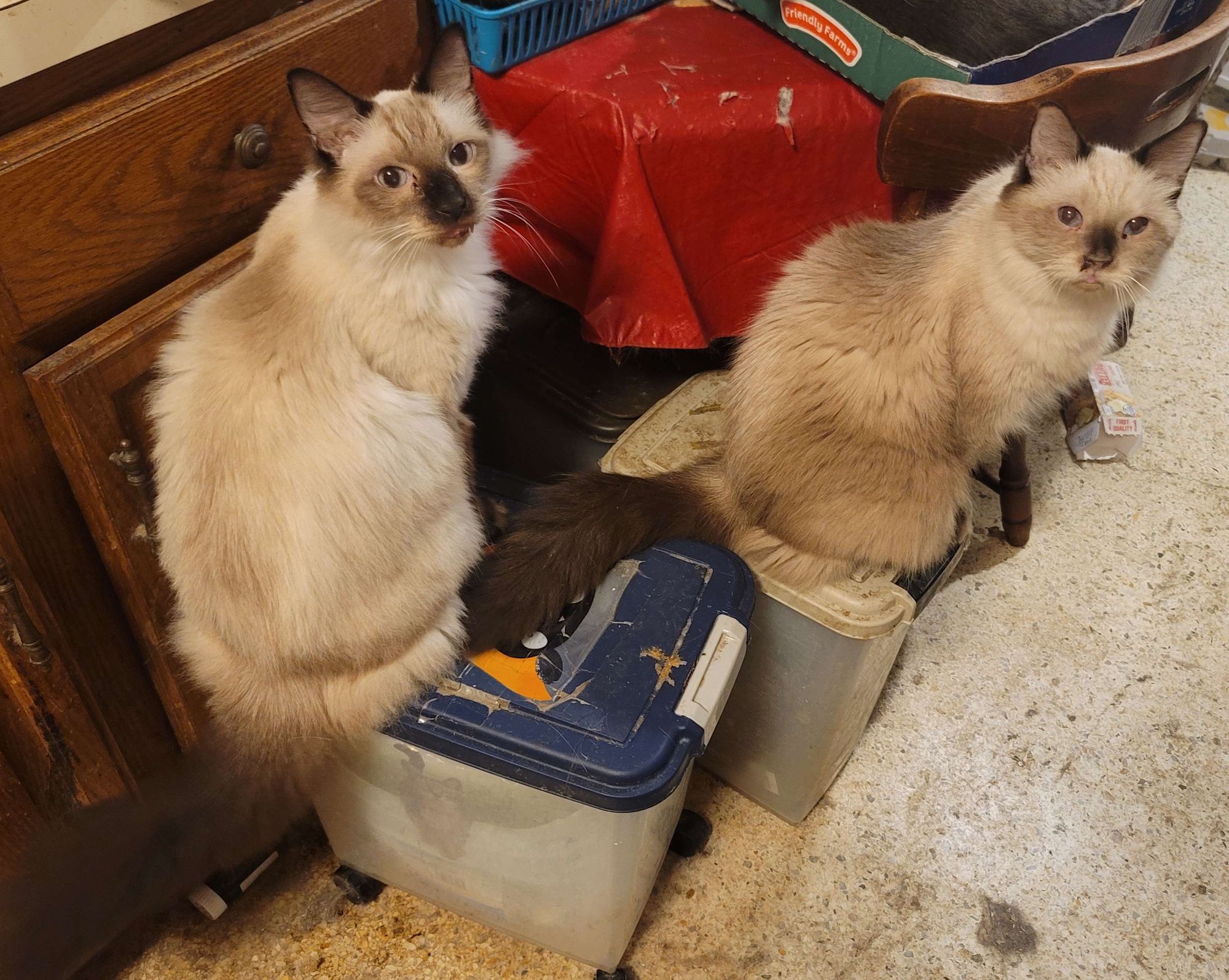 A pair of fluffy sealpoint cats sitting and looking at the camera.