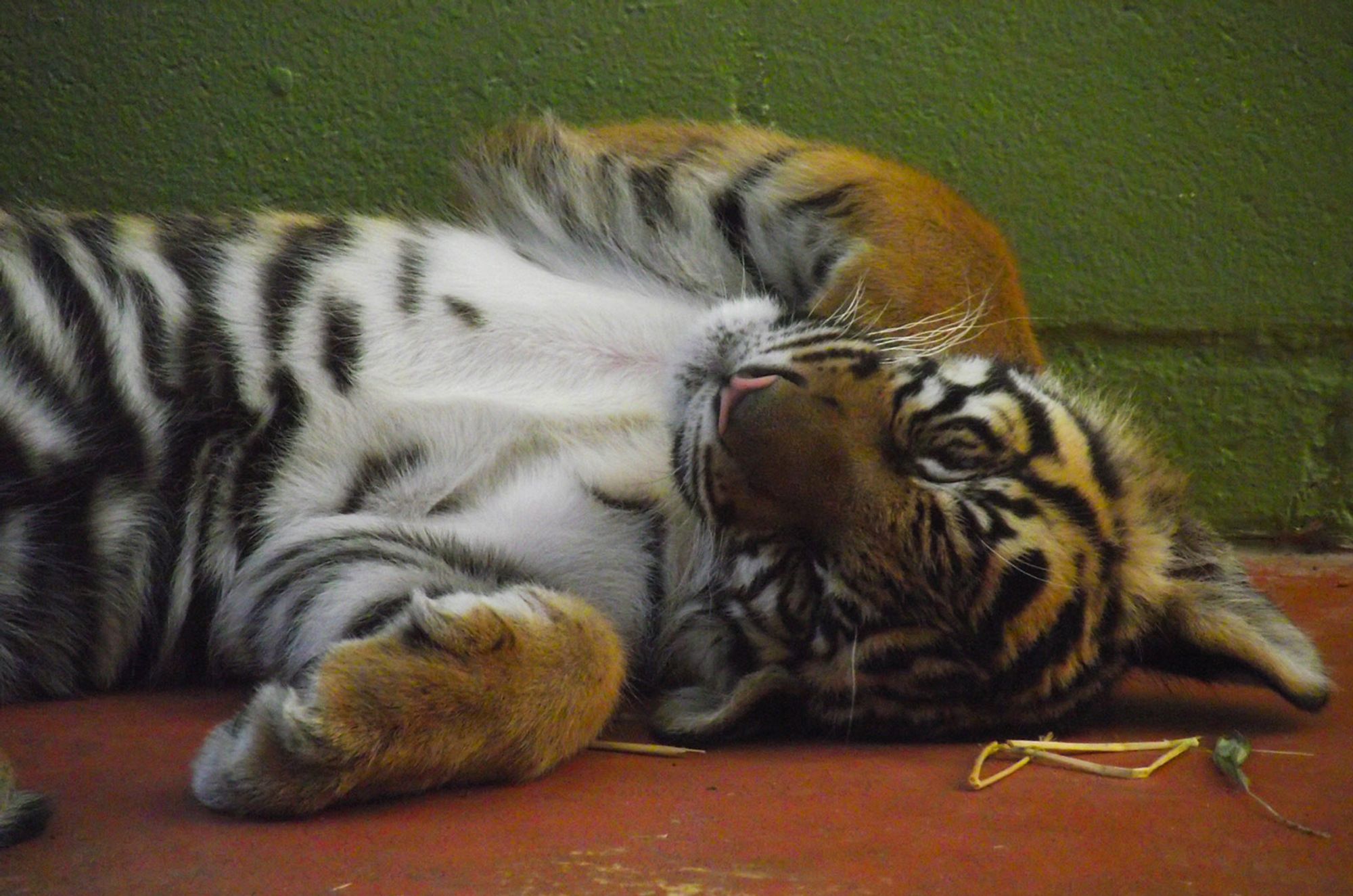 A photograph of the head, chest, and forelegs of a three-month-old Sumatran tiger cub which is taking a nap on a concrete floor.