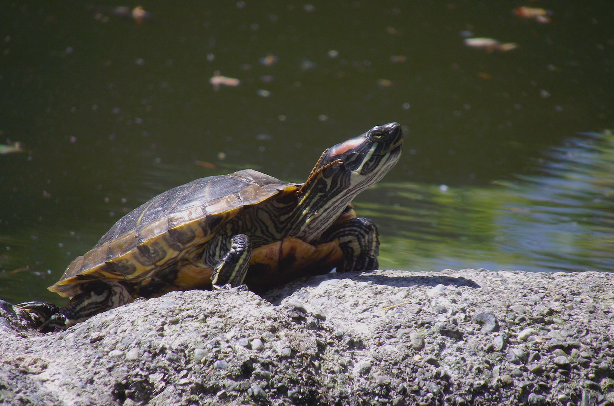 A photograph of a red-eared slider turtle sunning itself upon an artificial concrete rock, its namesake red "ear" patch clearly visible on its head.  Green pond water makes up the background of the image, a few out-of-focus leaves floating upon its surface.