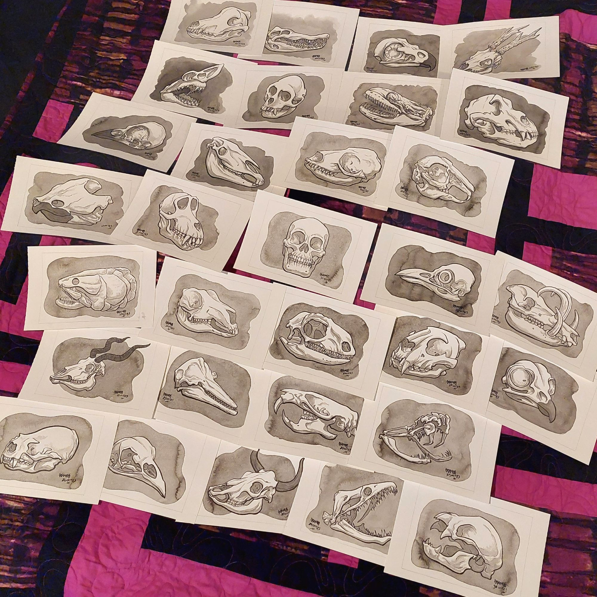 A photo of 31 ink drawings of different animal skulls all spread out.