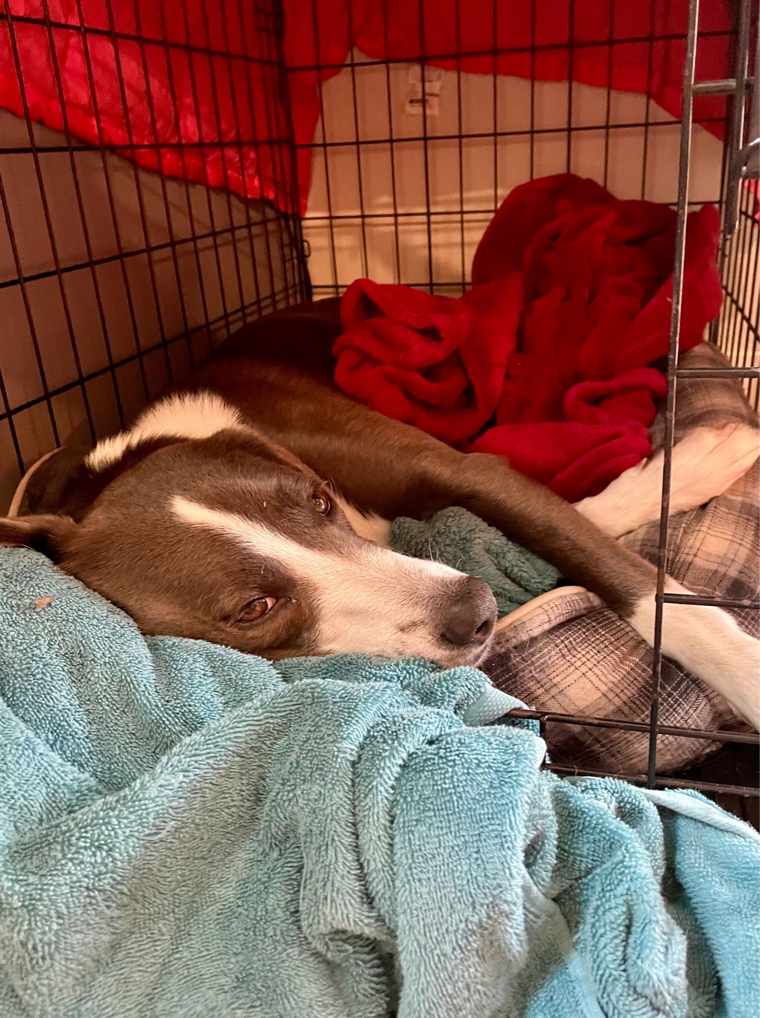 A gray and white dog laying on a dog bed in a wire kennel