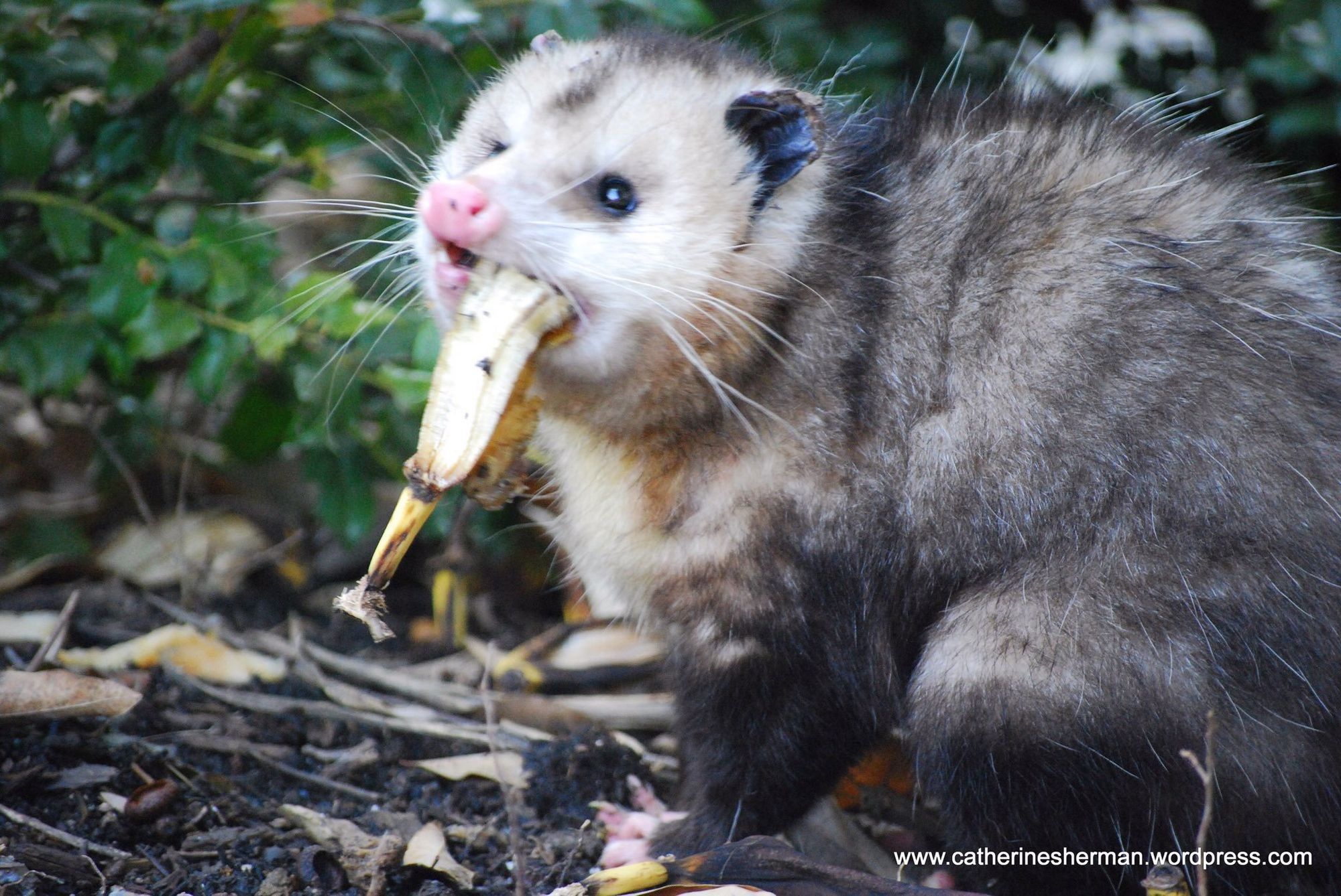 A very silly real life opossum with a banana peel hanging out of it's mouth.