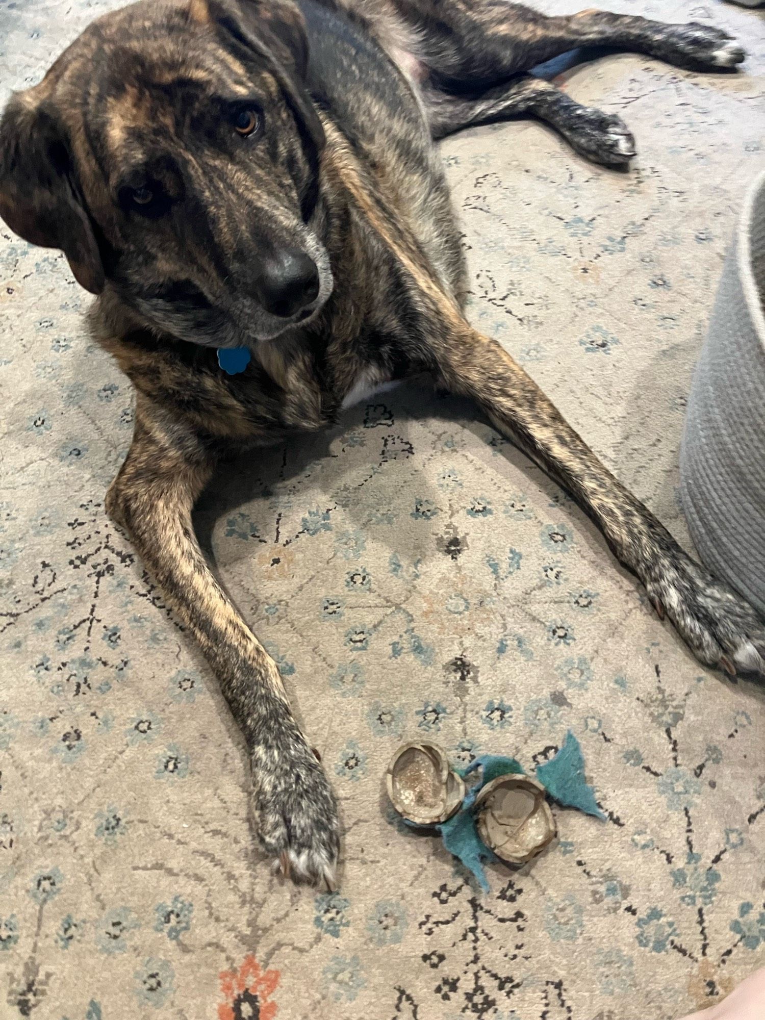 Penny, a large fluffy brindle dog, lying on the rug with the shreds of a tennis ball