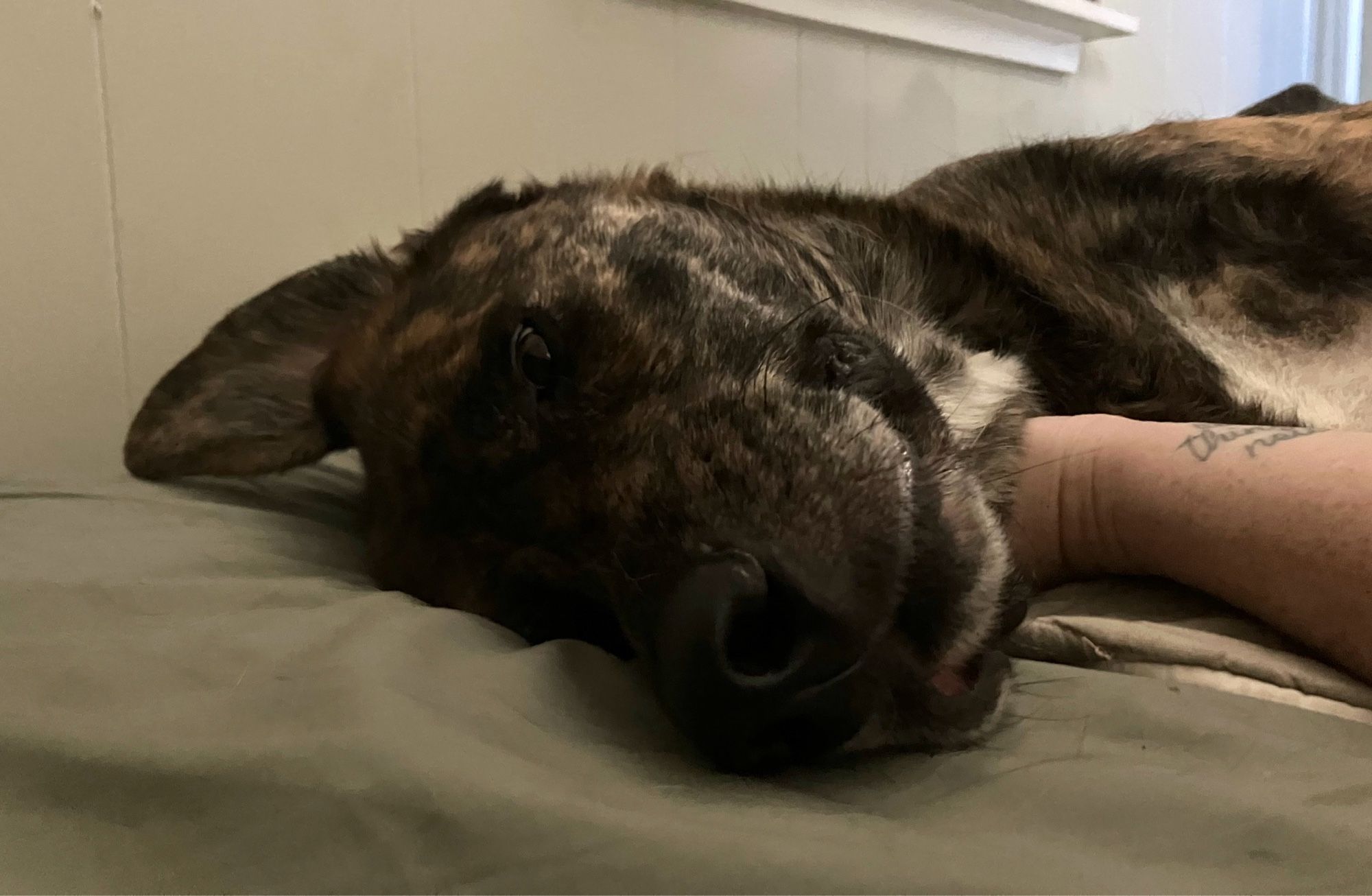 close up of a large fluffy brindle dog’s silly little good morning face