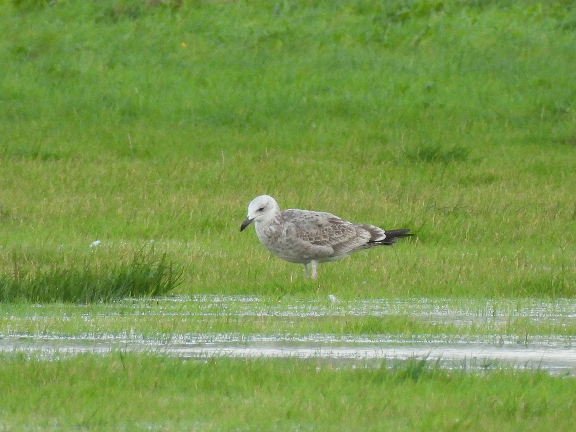 1cy Caspian Gull in wet, grassy field.