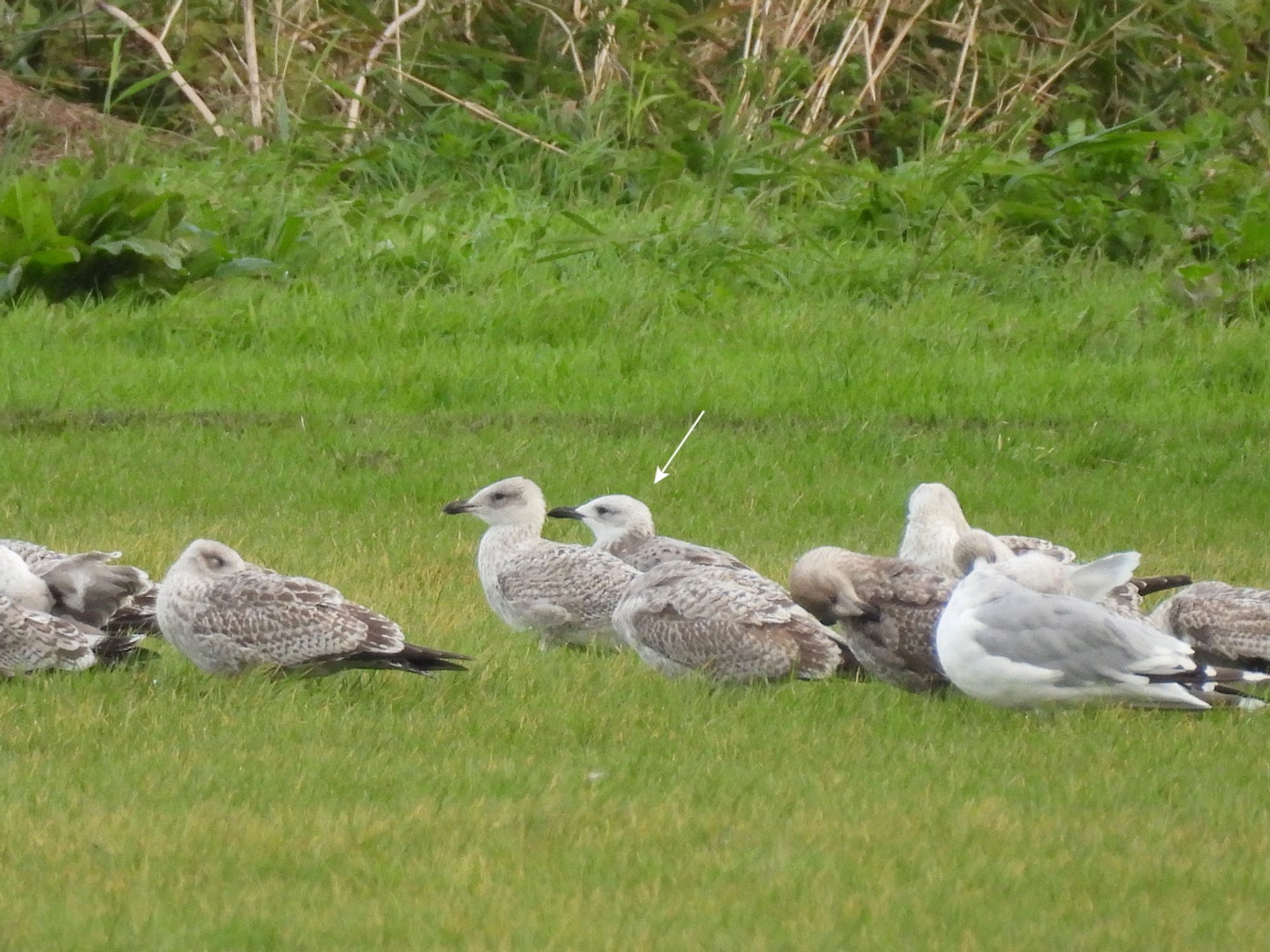 1cy Caspian Gull behind other gulls in grassy field.