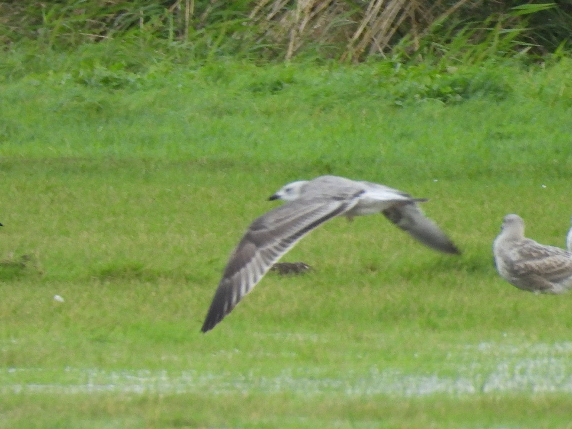 Slightly blurry shot of 1cy Caspian Gull in flight, showing upperwing.