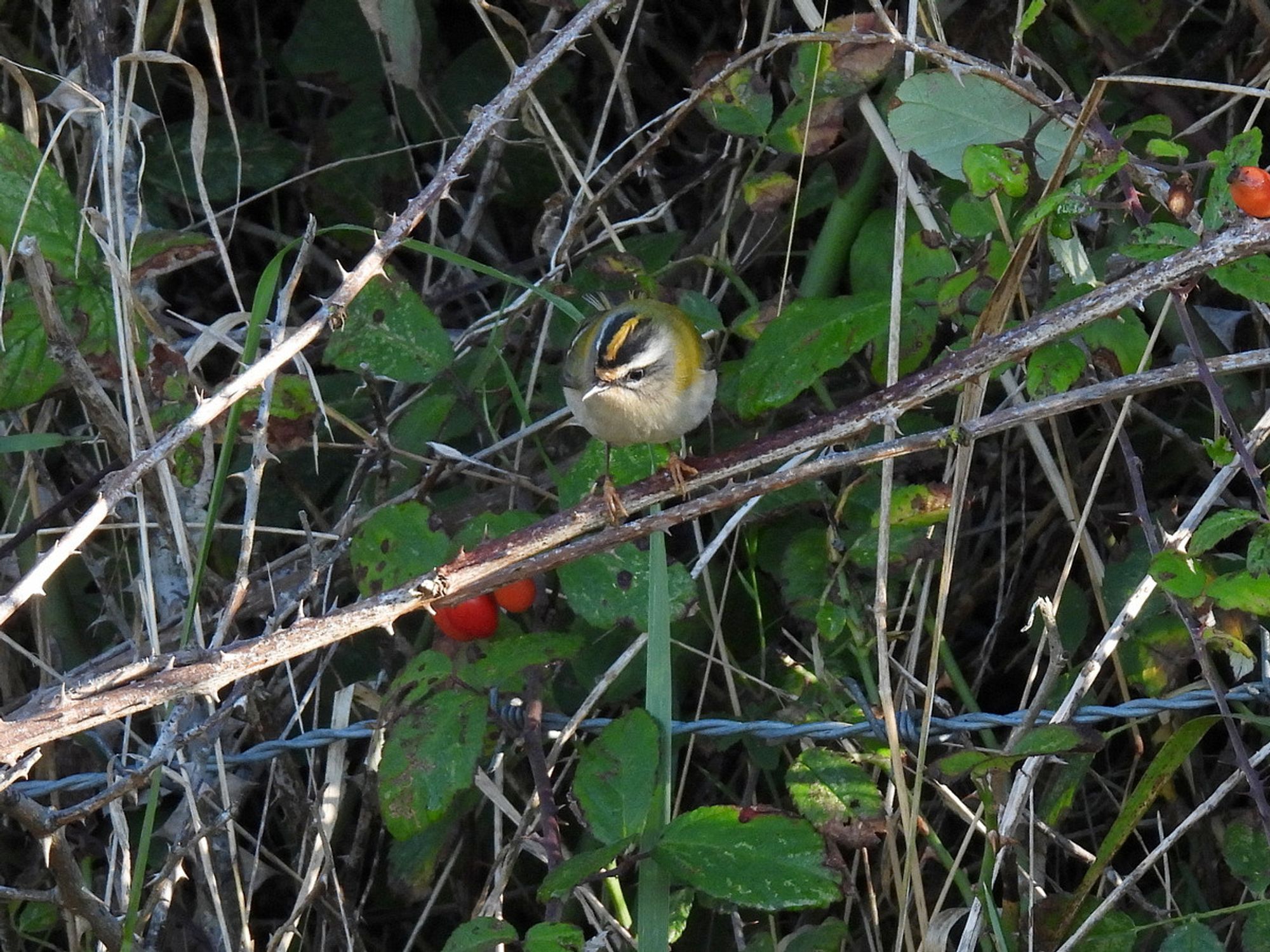 Firecrest facing camera on bramble twig, against background of leaves, twigs etc.