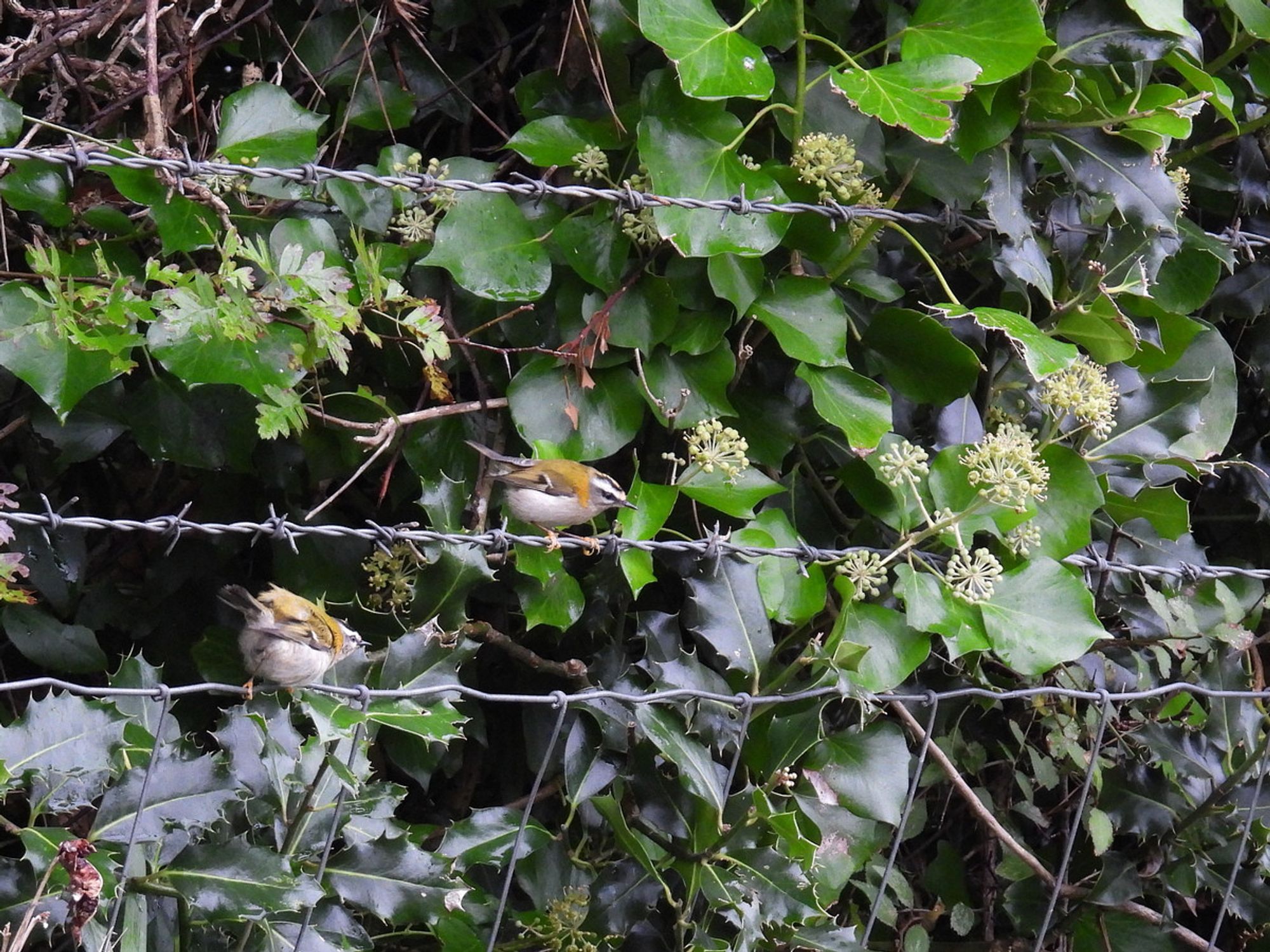 Two Firecrests on fence wire; background of holly, ivy etc.