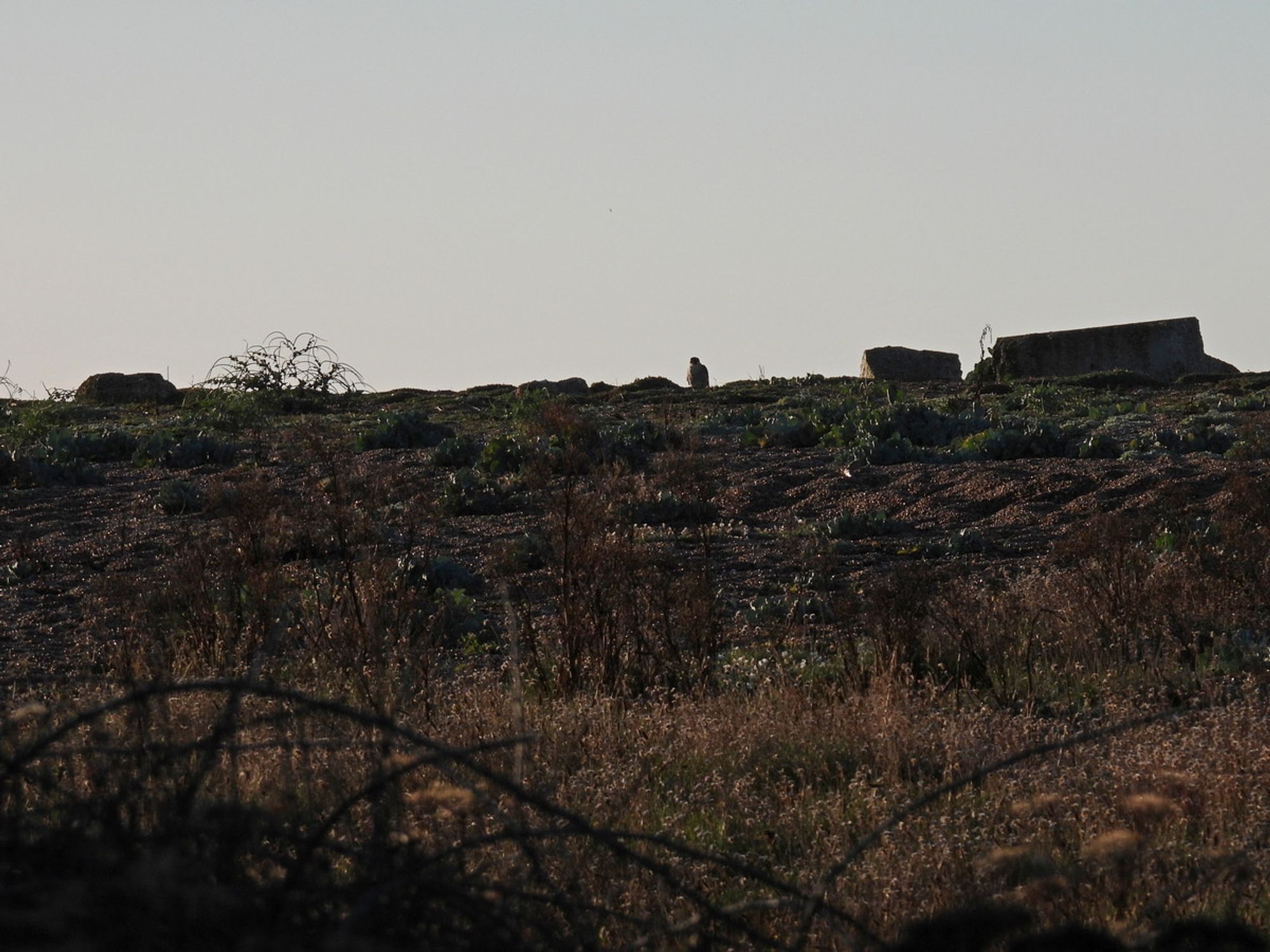 Peregrine in silhouette on shingle ridge, very small in the image. Next to it are large lumps of concrete debris.