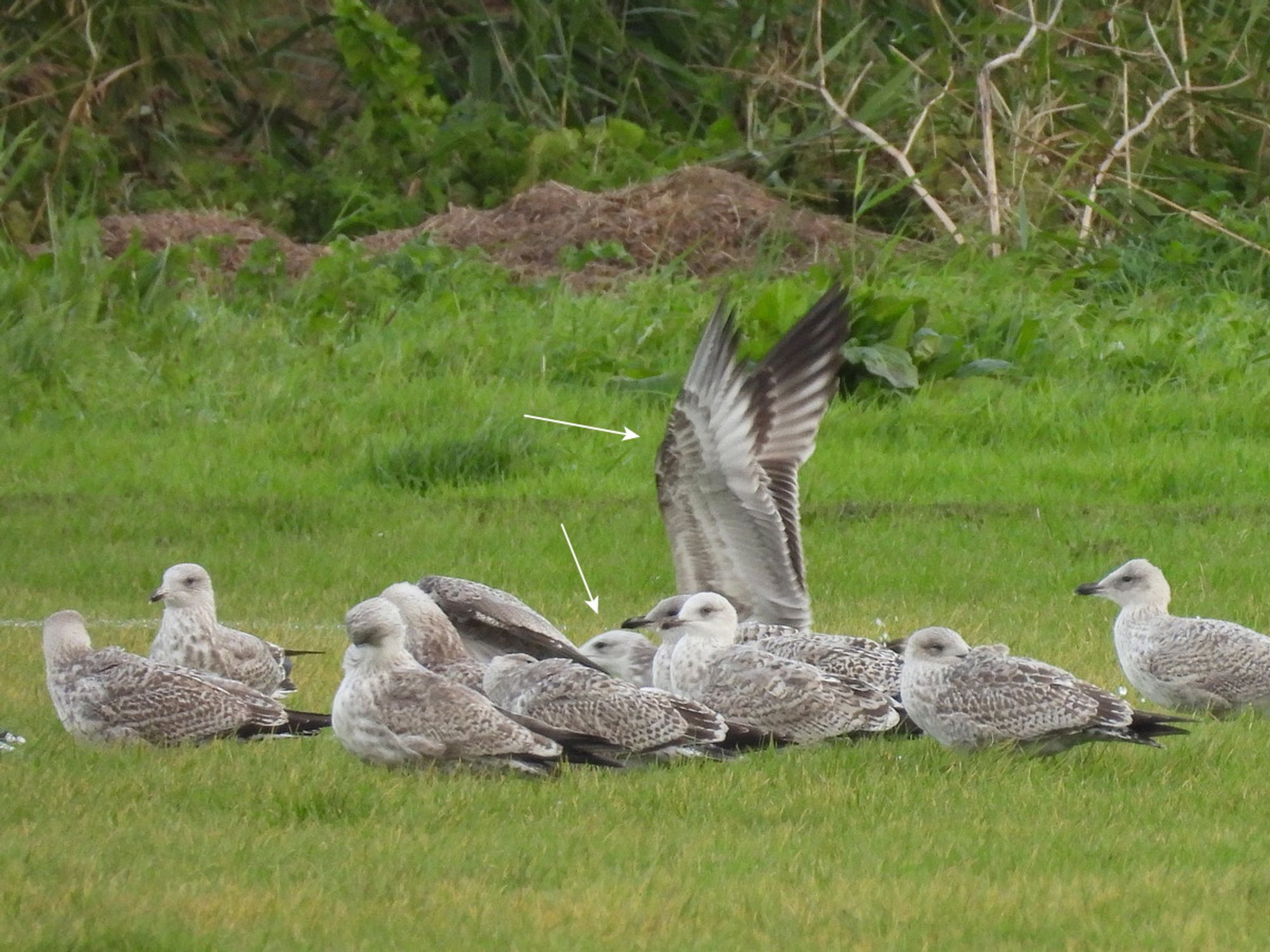 1cy Caspian Gull taking flight; behind other gulls in grassy field, wings raised.