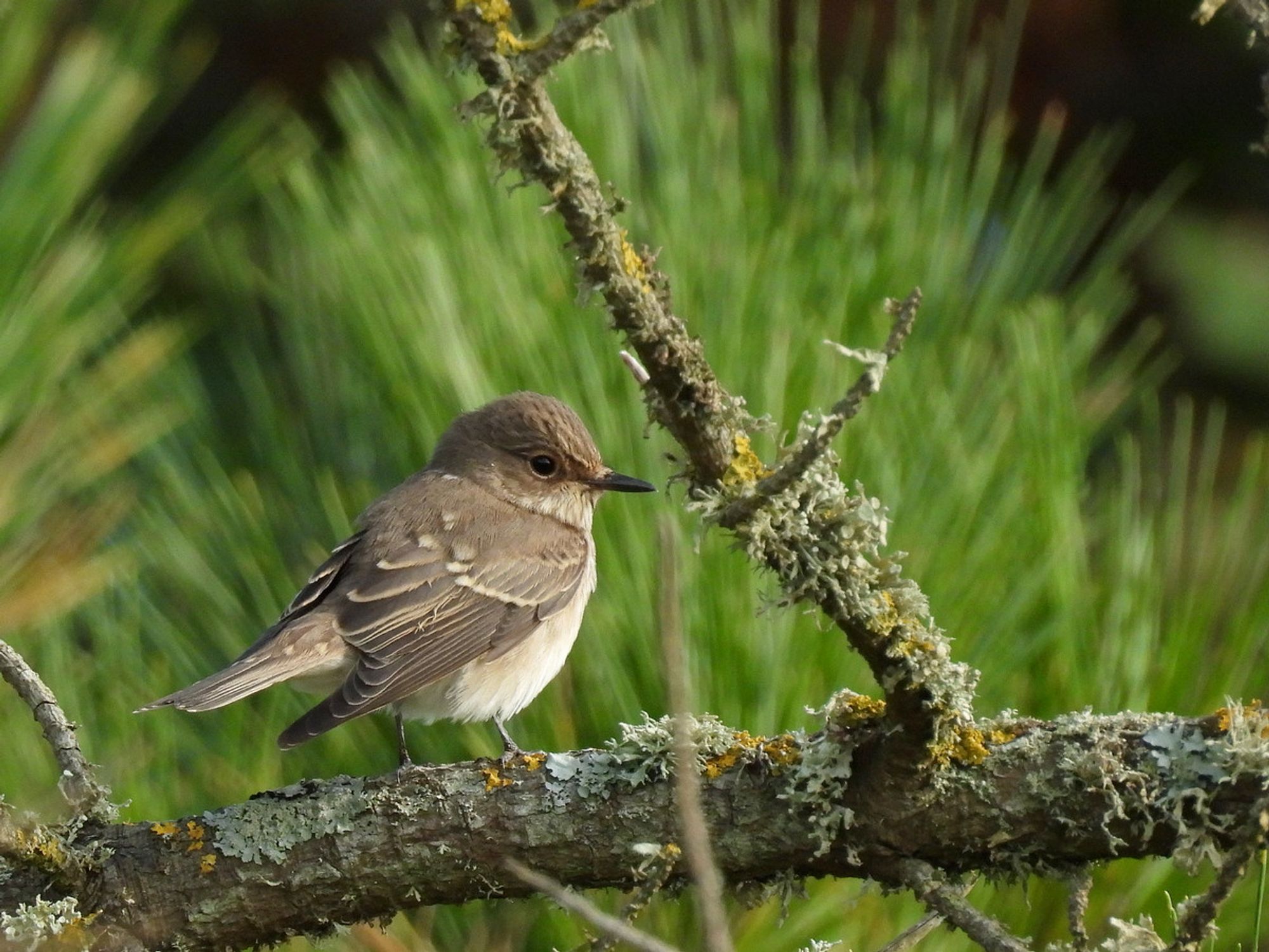 Spotted Flycatcher on a lichen-covered branch; backdrop of pine needles.