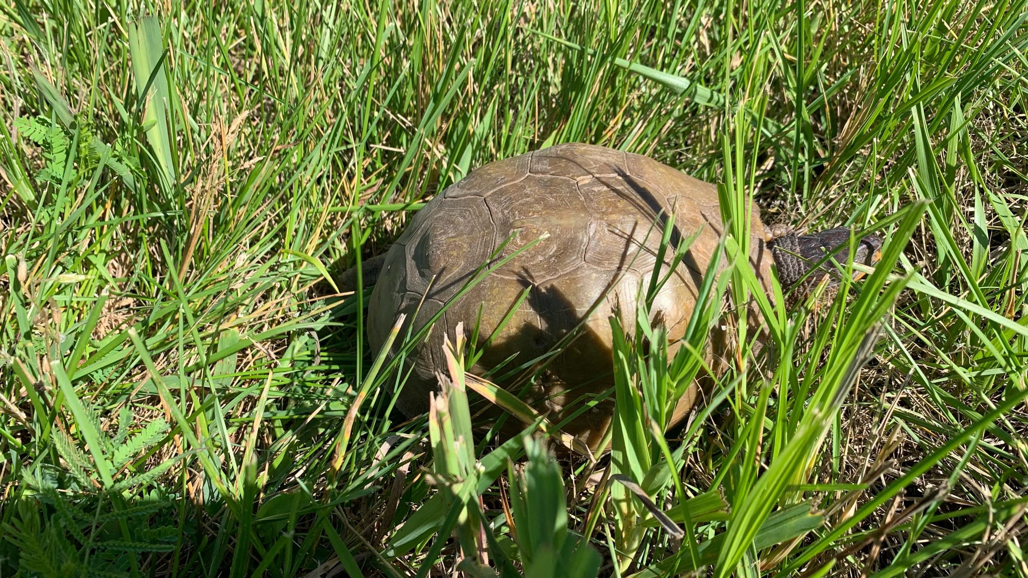 Common box turtle in the grass; side view