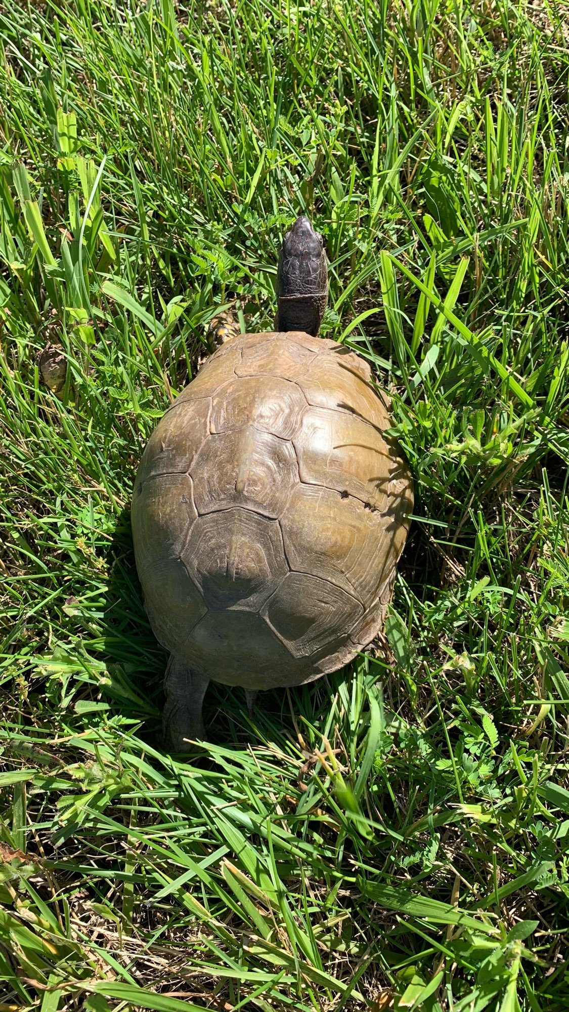 Common box turtle in the grass; overhead view