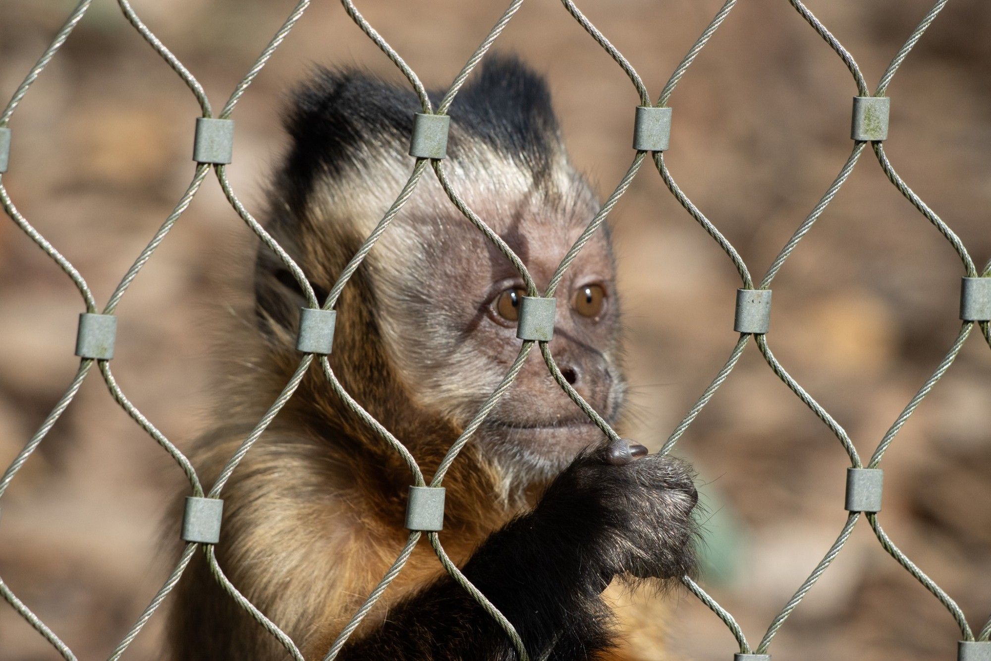 Affe im Zoo