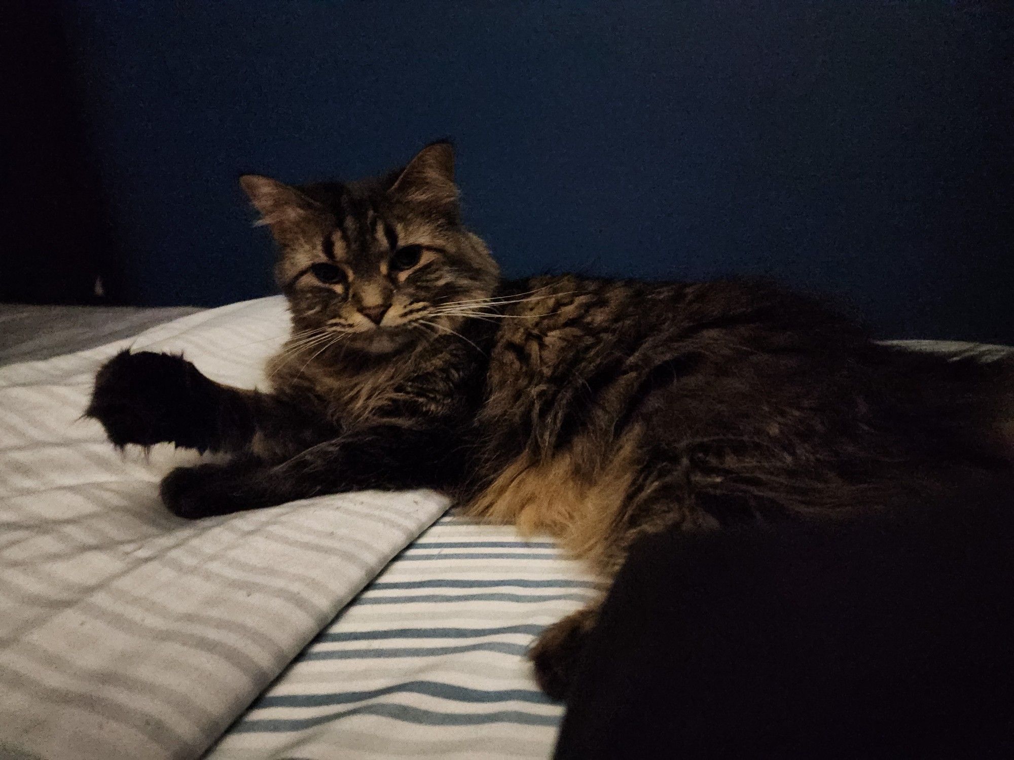 A floofy cat lying next to my pillow in bed.