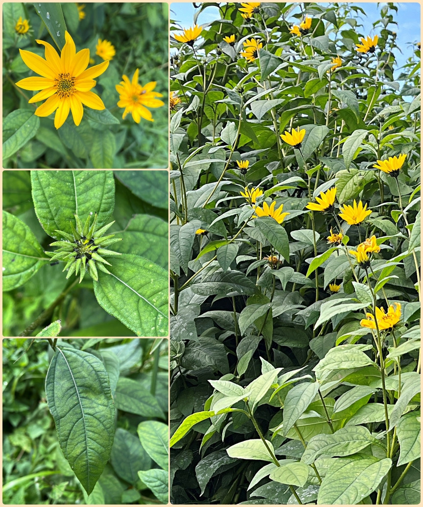 A column of three photos of yellow flower, bud and leaf of Jerusalem Artichoke next to another photo of the whole tall plant.