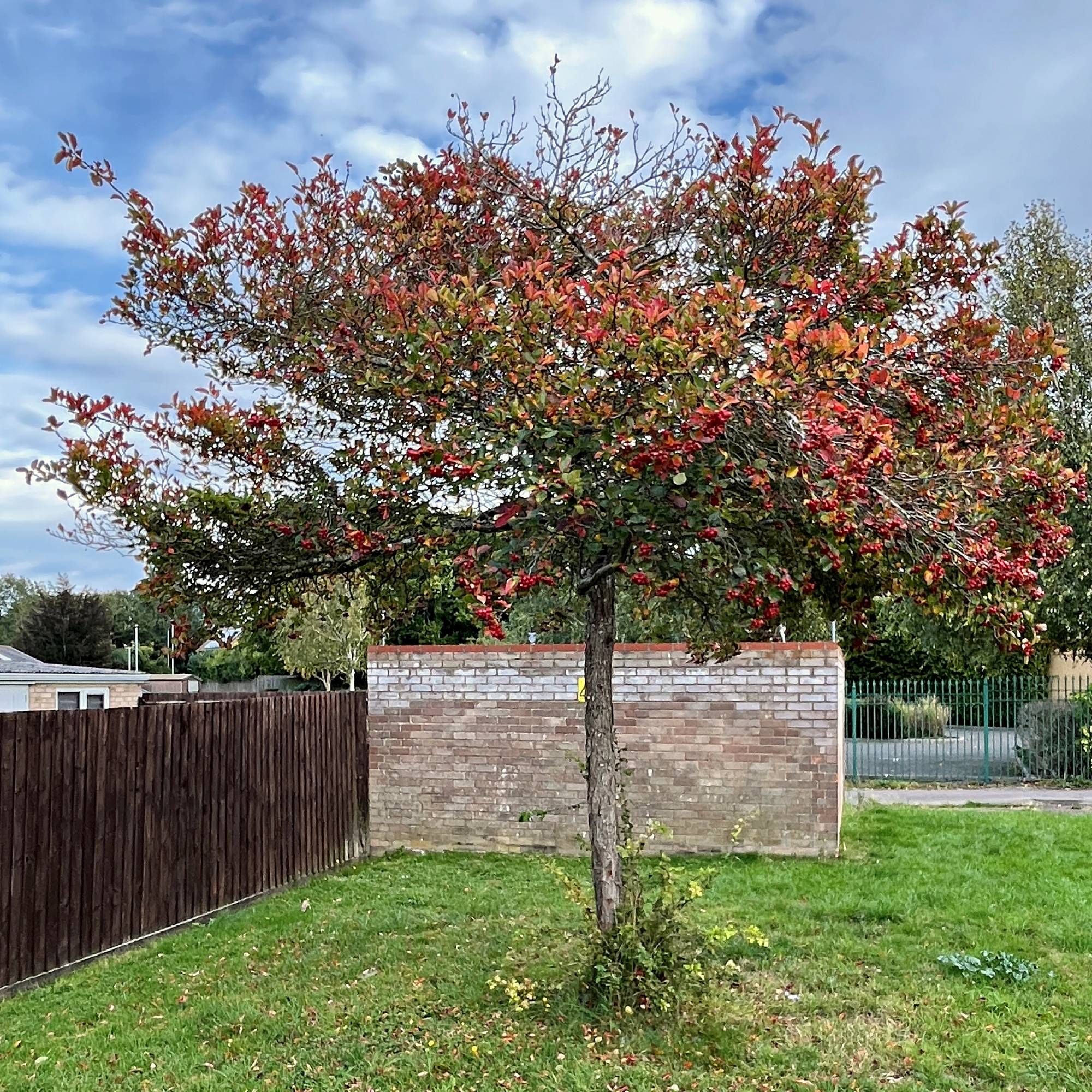 A photo of a small tree on a grass verge with a wooden fence, a brick wall and railings behind it. Greystoke Rd, Cambridge, UK.