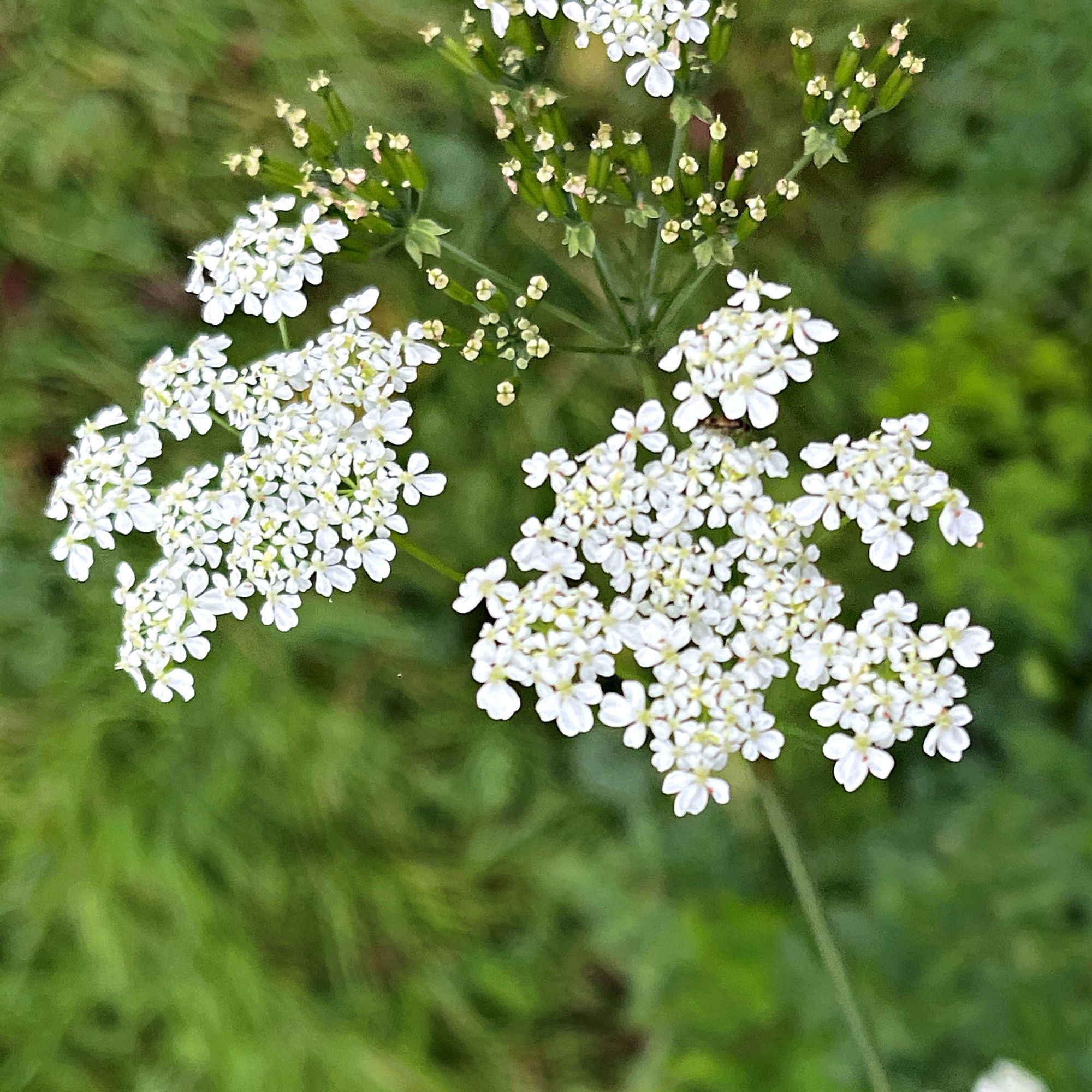 A close up of an umbel of white flowers next to a seed head.