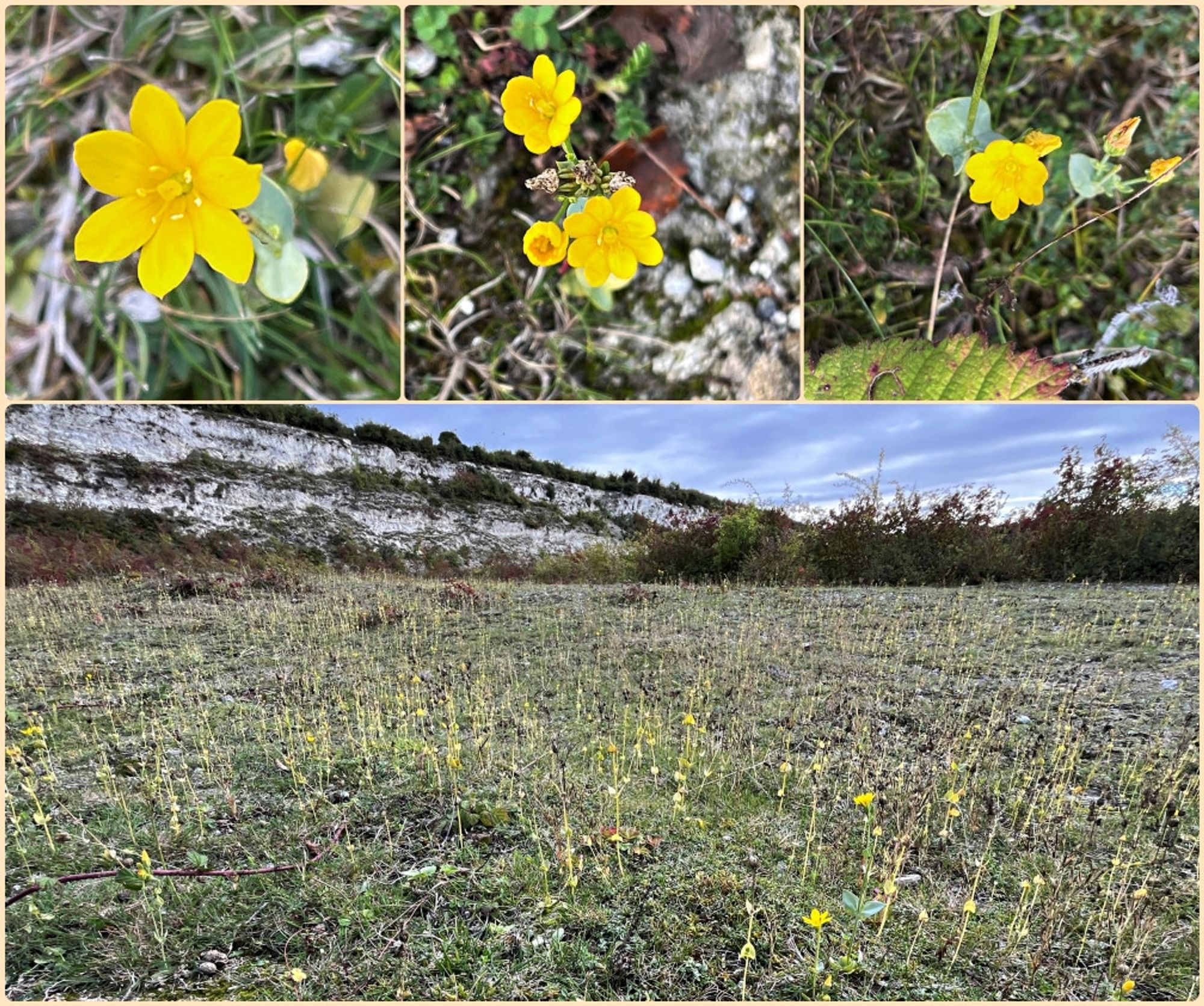 A row of three photos of the yellow flowers of Yellow-wort above a genaral view of hundreds of plants below a chalk cliff.