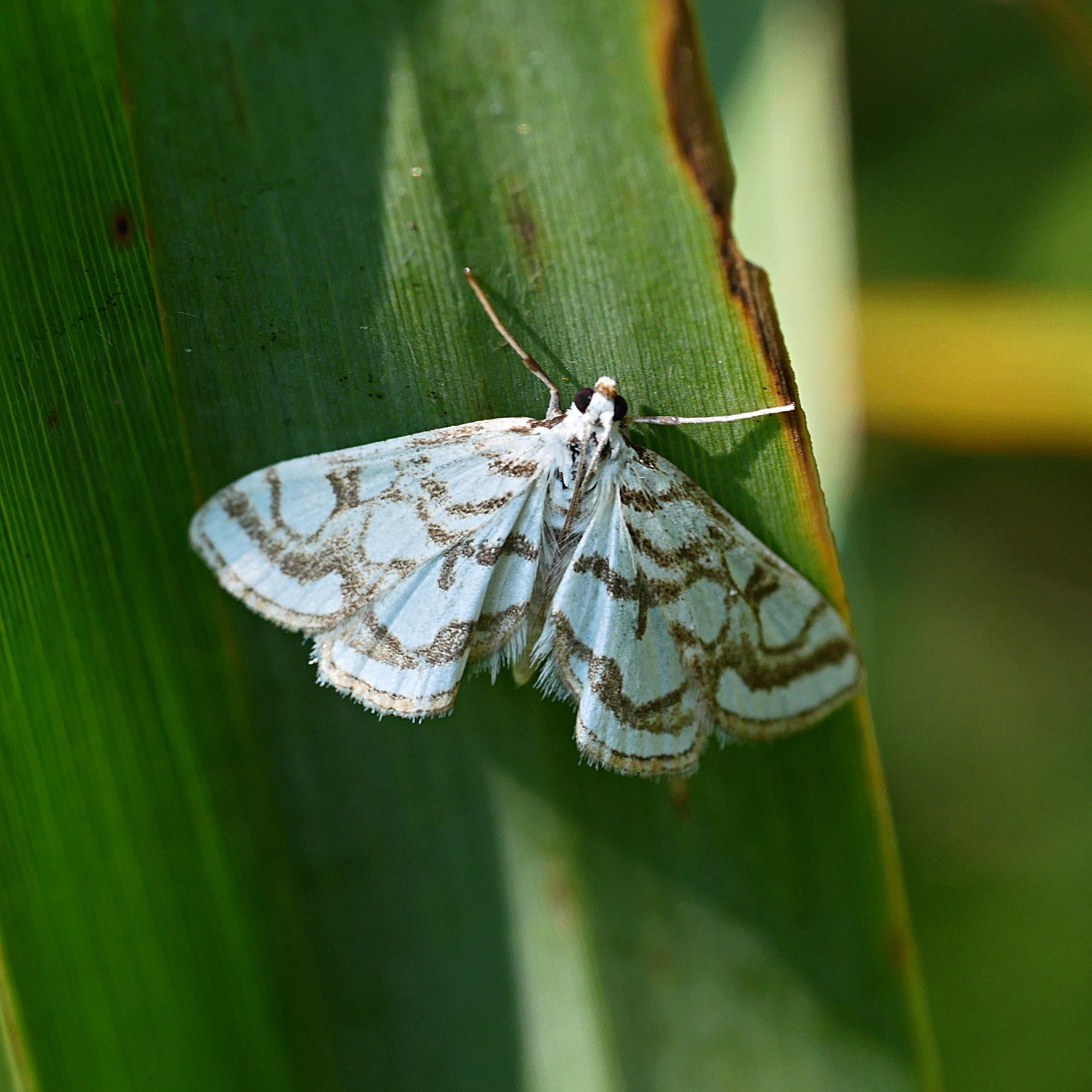 A close-up photo of a white moth, with brownish markings in an attractive pattern on its wings, resting in sunshine on a green leaf.