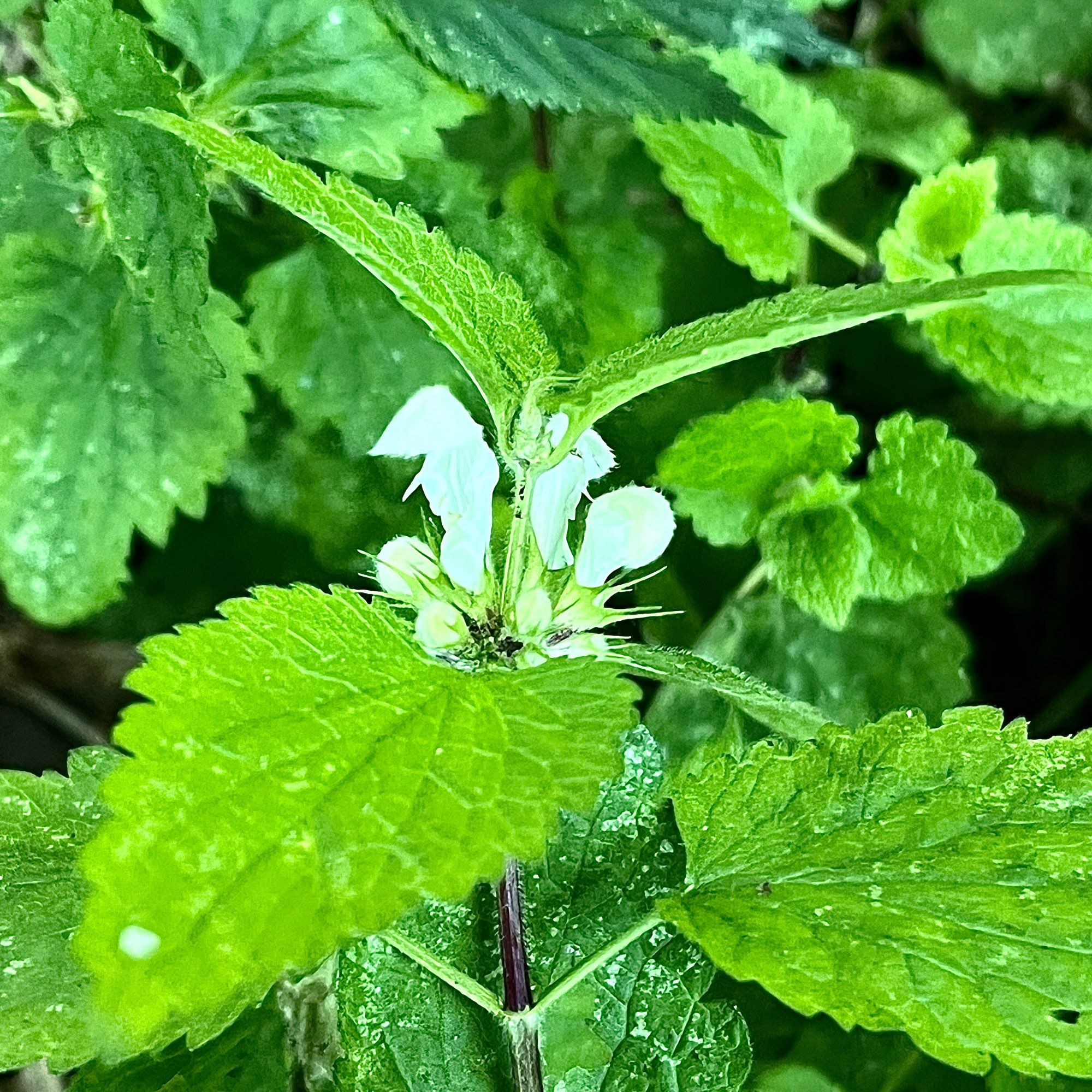 A close up of white flowers amongst green leaves.