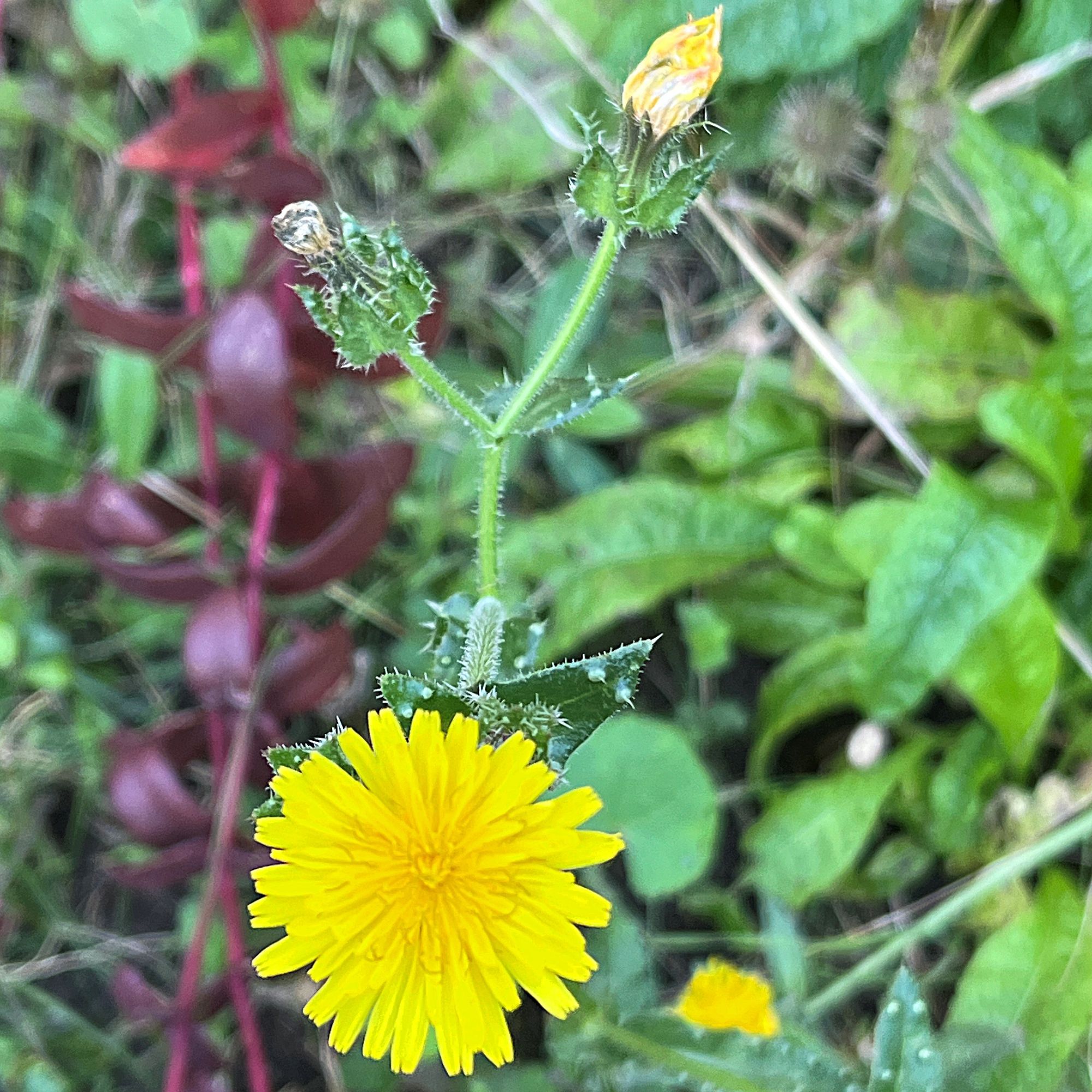 A photo of a bright yellow flower with bristly leaves behind.