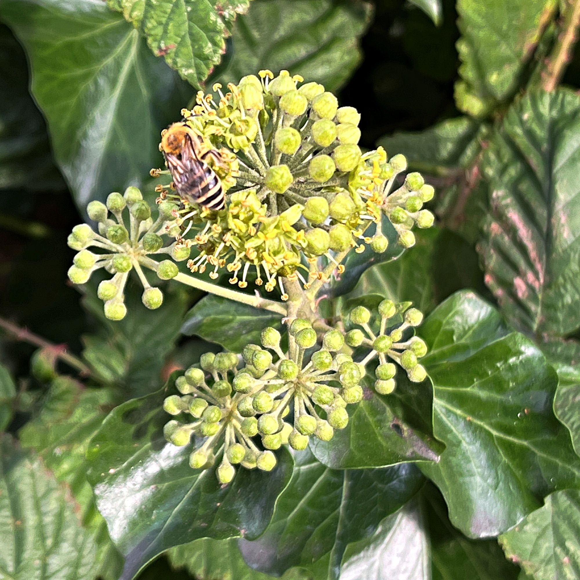 Close up photo of an Ivy flower head being visited by an Ivy Bee.