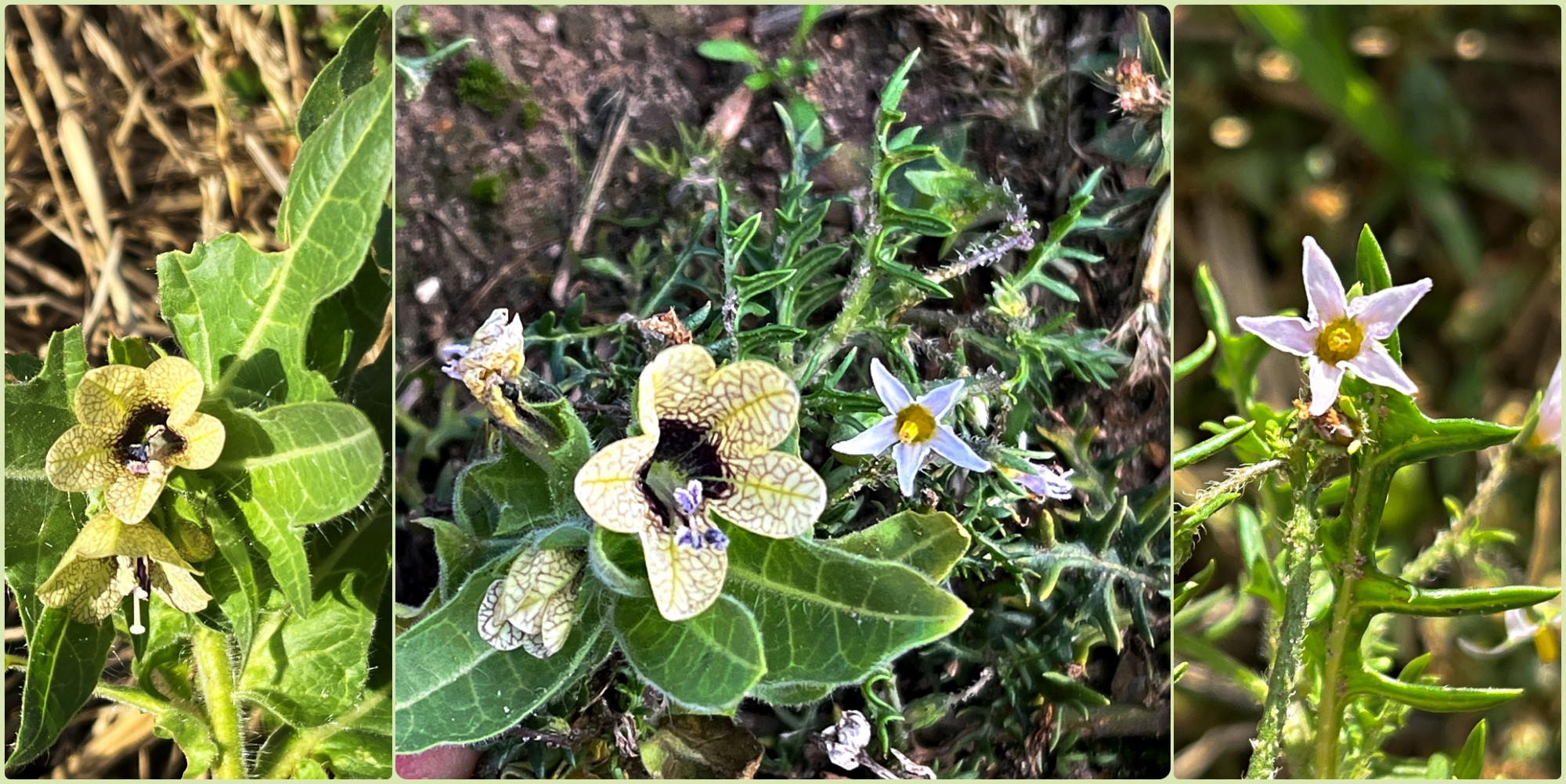 A collage of three flower photos. To the left Henbane, to the right Small Nightshade, and in the middle both flowers together.