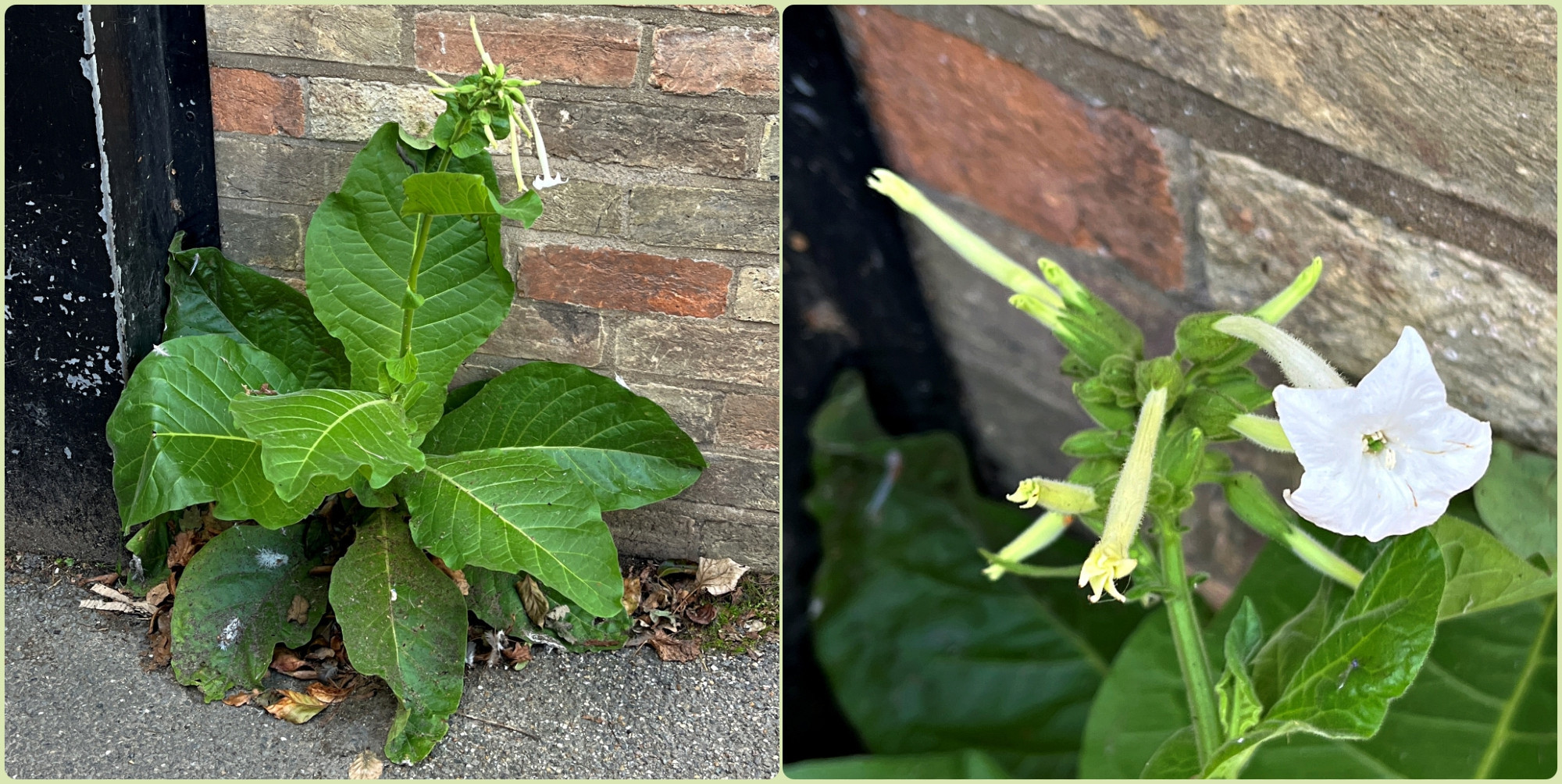 A photo of a Tobacco Plant growing by a brick wall in a pavement and a close up of the white flower.