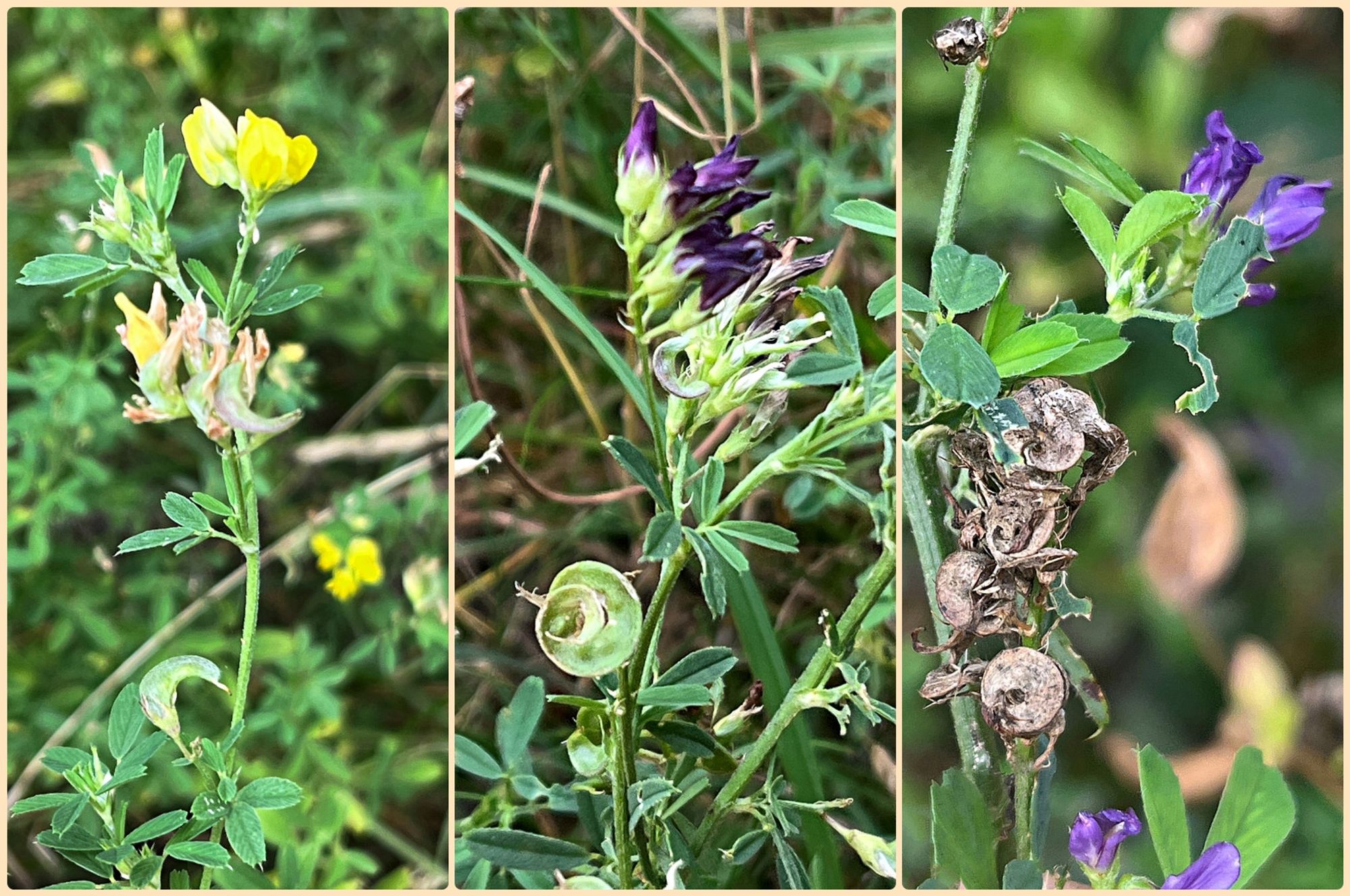 Three photos of flowers and seed pods.