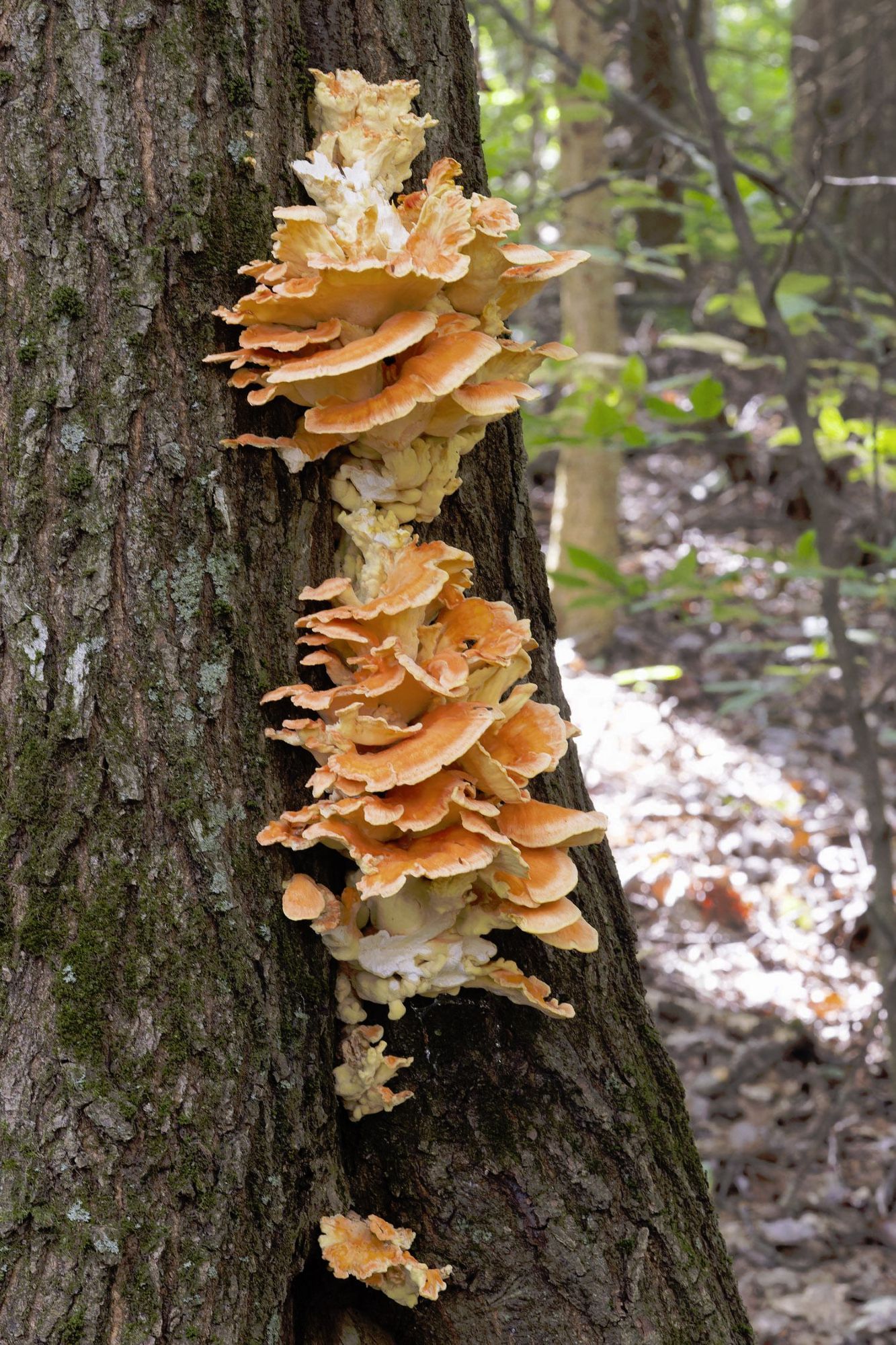 Shelf fungus with an organge top and white bottom shows growth rings and a tree with mossy bark with more trees, leaves and the forest floor in the background