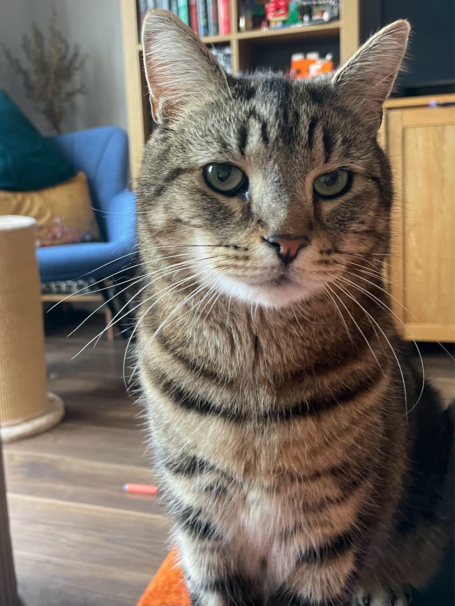 Tabby cat sitting and looking pitifully optimistic