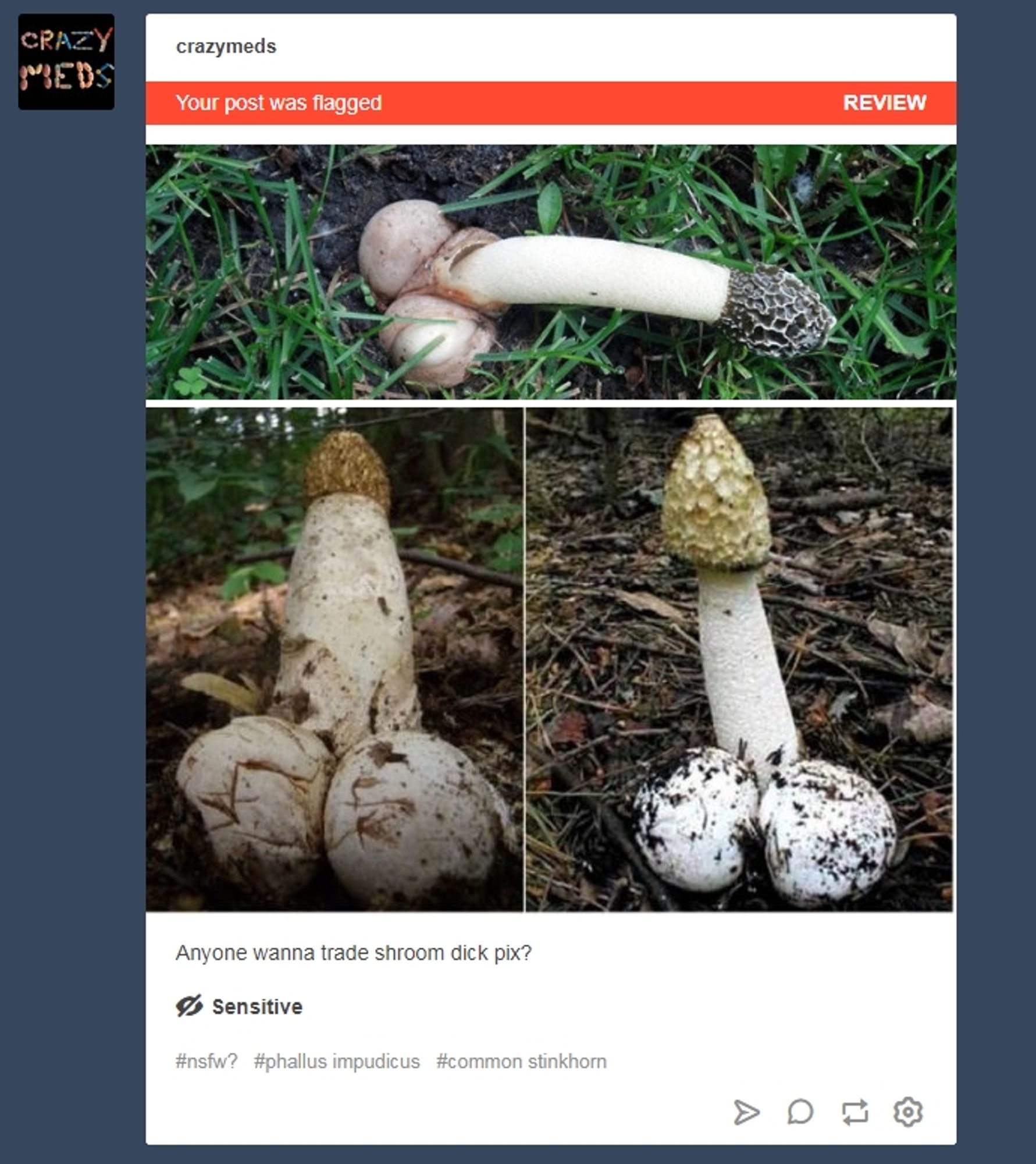 Color screenshot of a post flagged by Tumblr as adult content.  The post was three photographs of common stinkhorn mushrooms (Phallus impudicus) which, admittedly, look very much like the peens of three very pale men with swollen balls and a horrendous disease that is literally eating away at their glans.