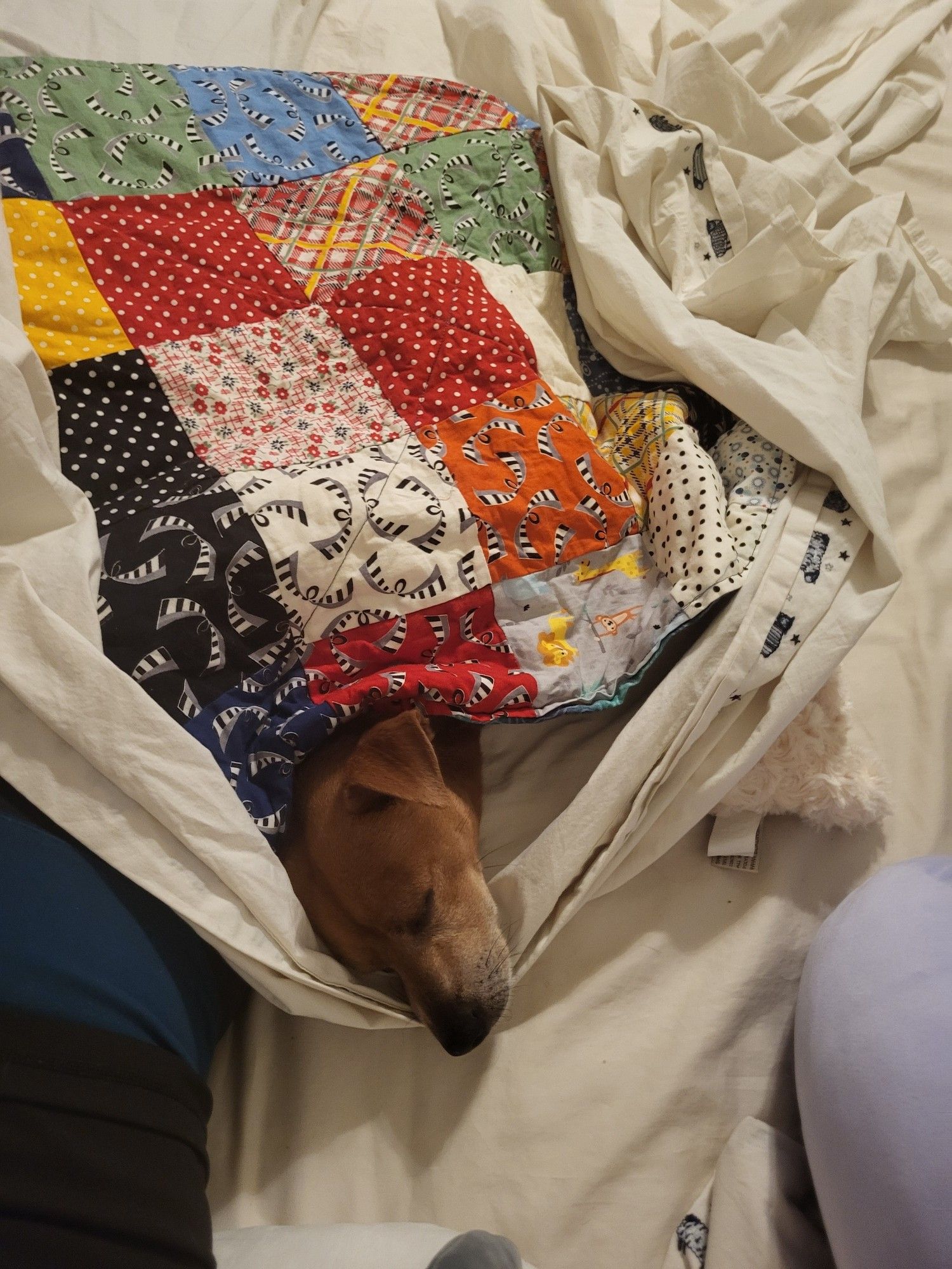 Small dog tucked in under a quilt