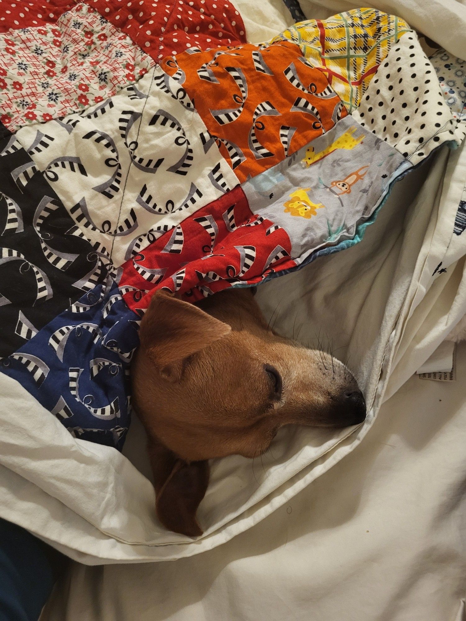 Small dog tucked in under a quilt