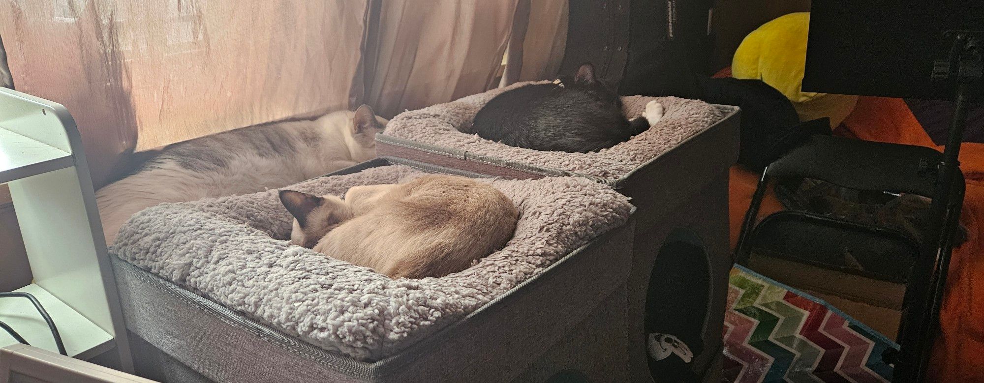 3 cats sleeping in beds under a window