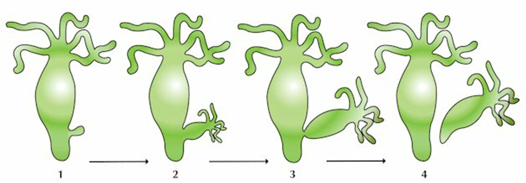 Diagram of reproduction by budding in the hydra.