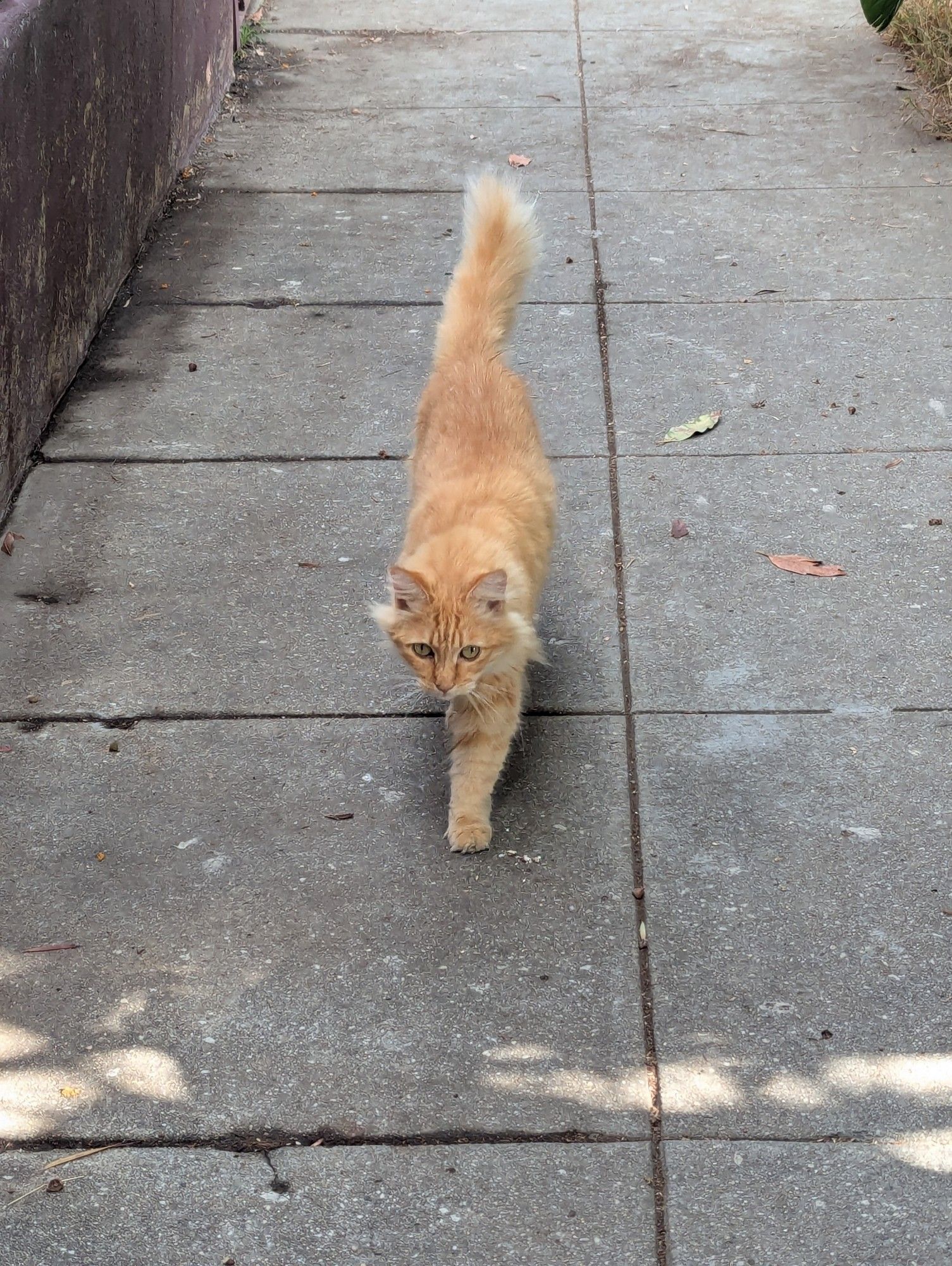 An adorable long haired orange cat walks toward the camera on the side walk with his tail sliding up