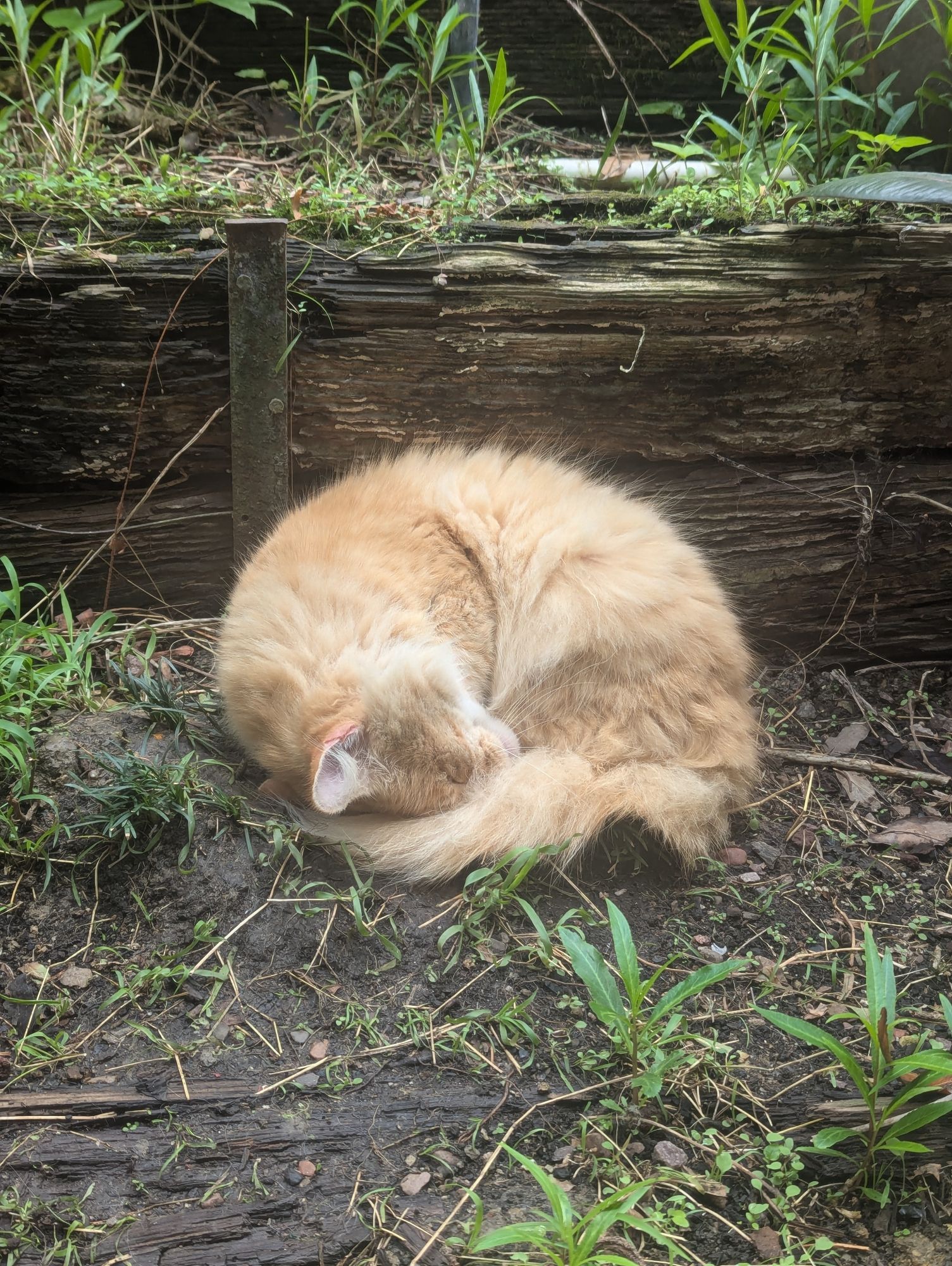 A long haired orange cat curling himself into perfect ball form in the garden.