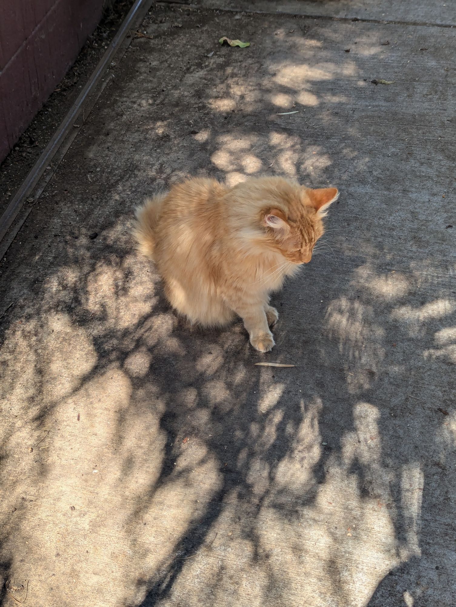 An adorable long haired orange cat sits on the sidewalk.