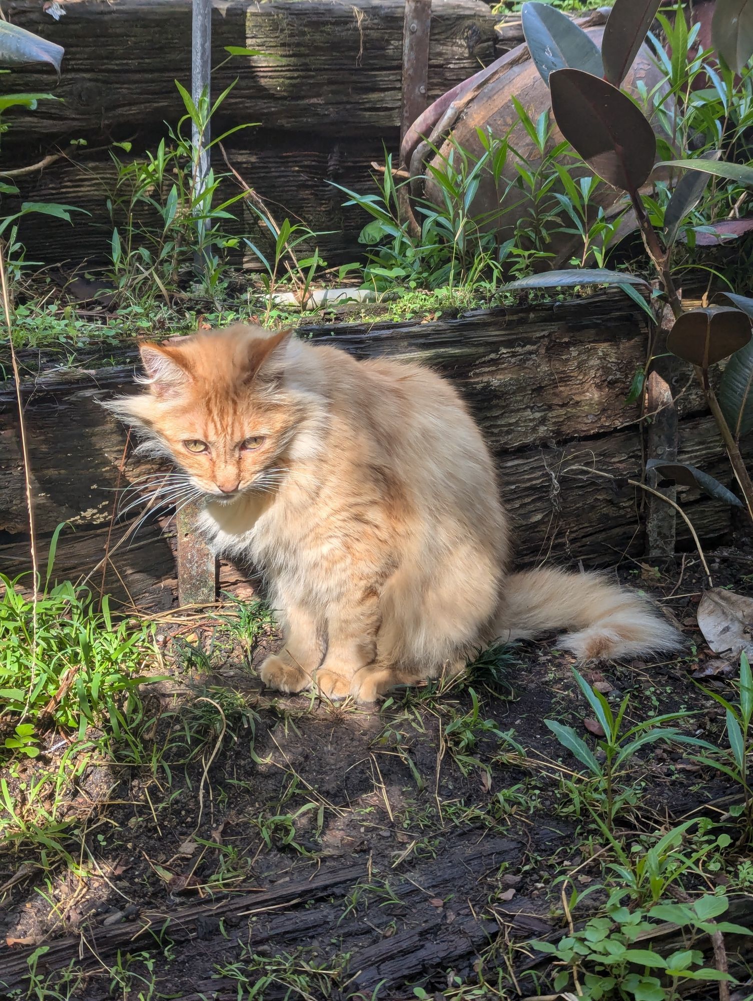 An adorable long haired orange cat sitting in a garden.