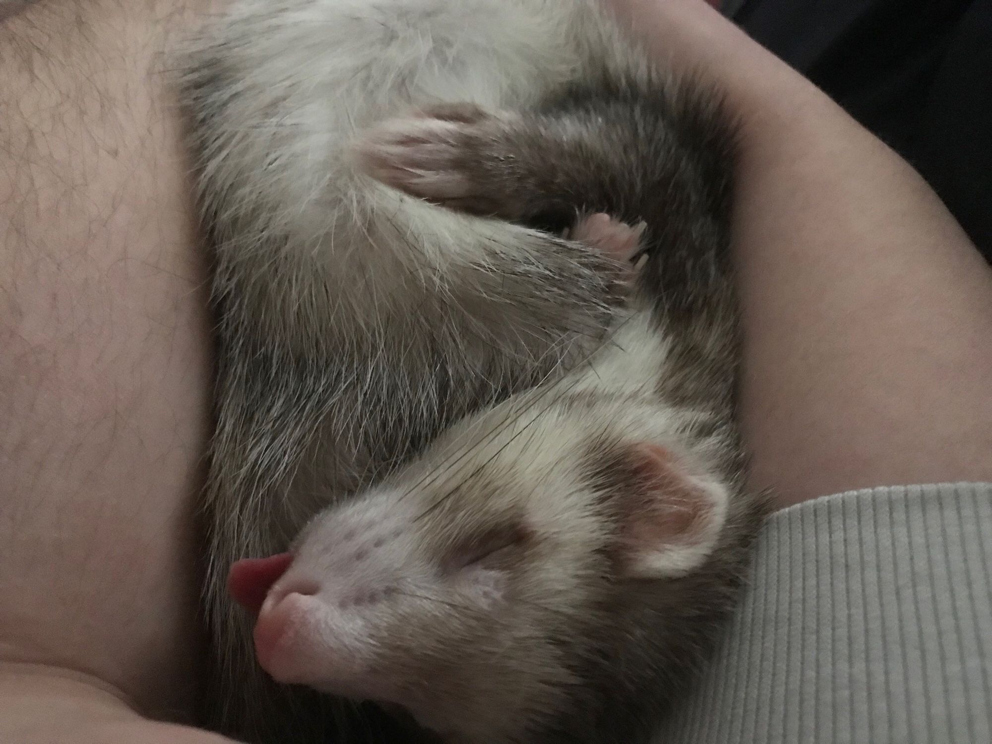 A ferret curled up sleeping between two people’s arms. The ferret’s tongue is hanging out as he sleeps