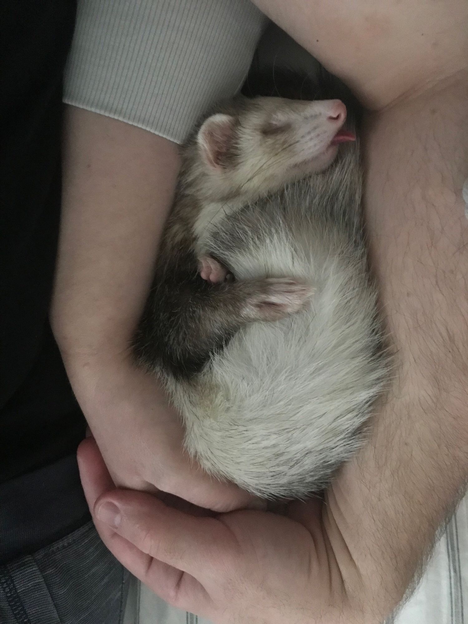 A ferret curled up between two people. The people are holding hands with their arms intertwined, making a nest shape between their arms for the ferret to sleep in. The ferret’s tongue is out as he sleeps.