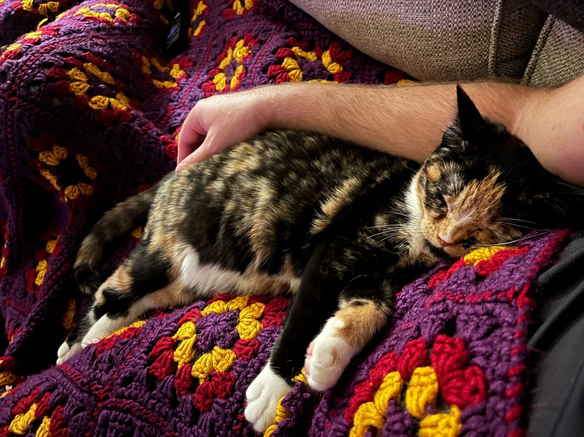 A kitten sleeping on my lap and using my arm as a support for her head